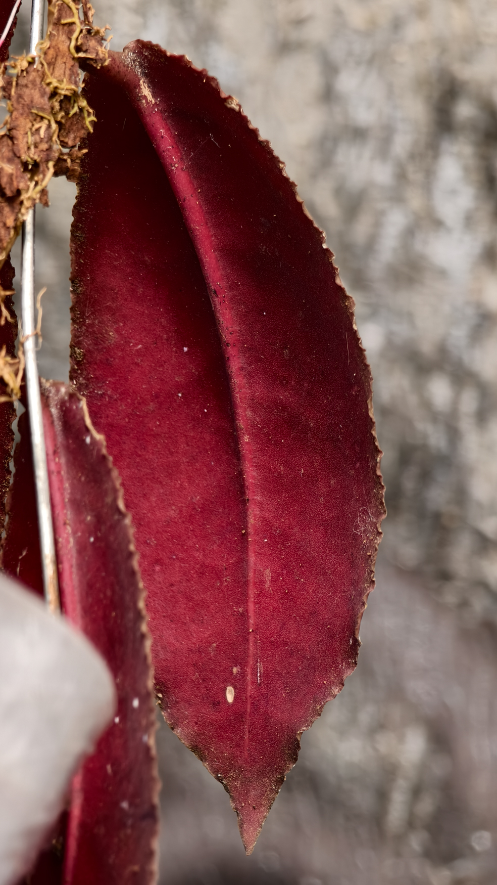 1249. Hoya Undulata - Image 8
