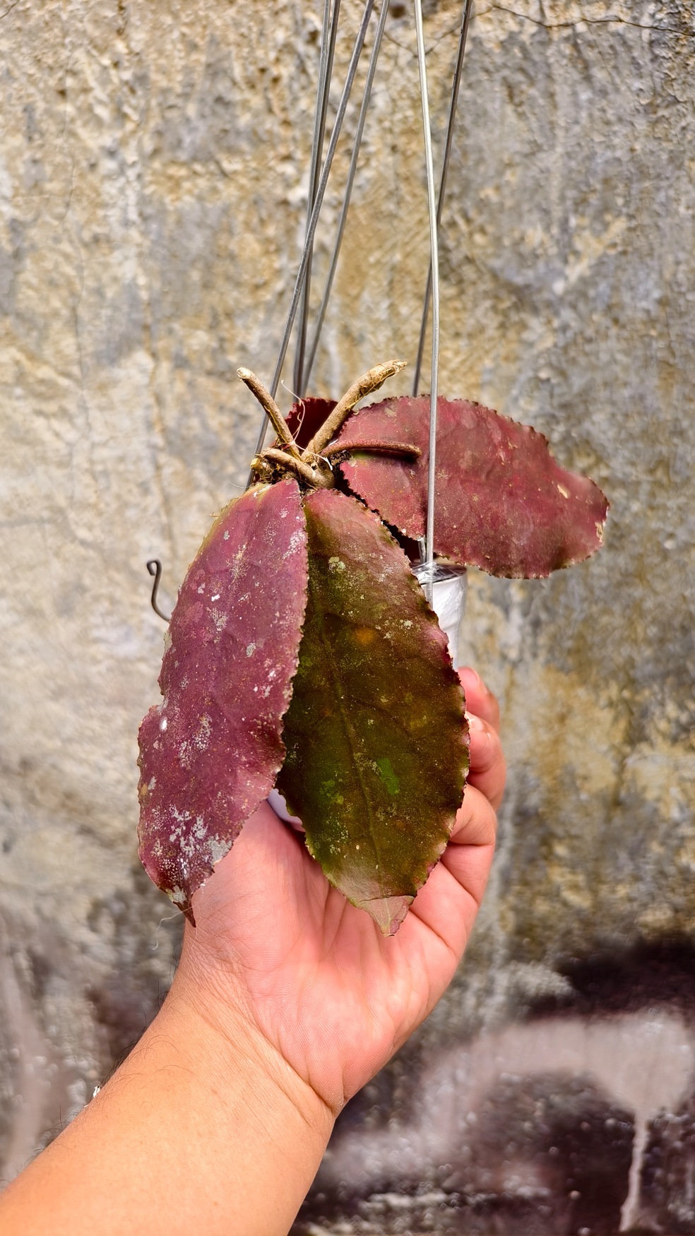 1249. Hoya Undulata - Image 9