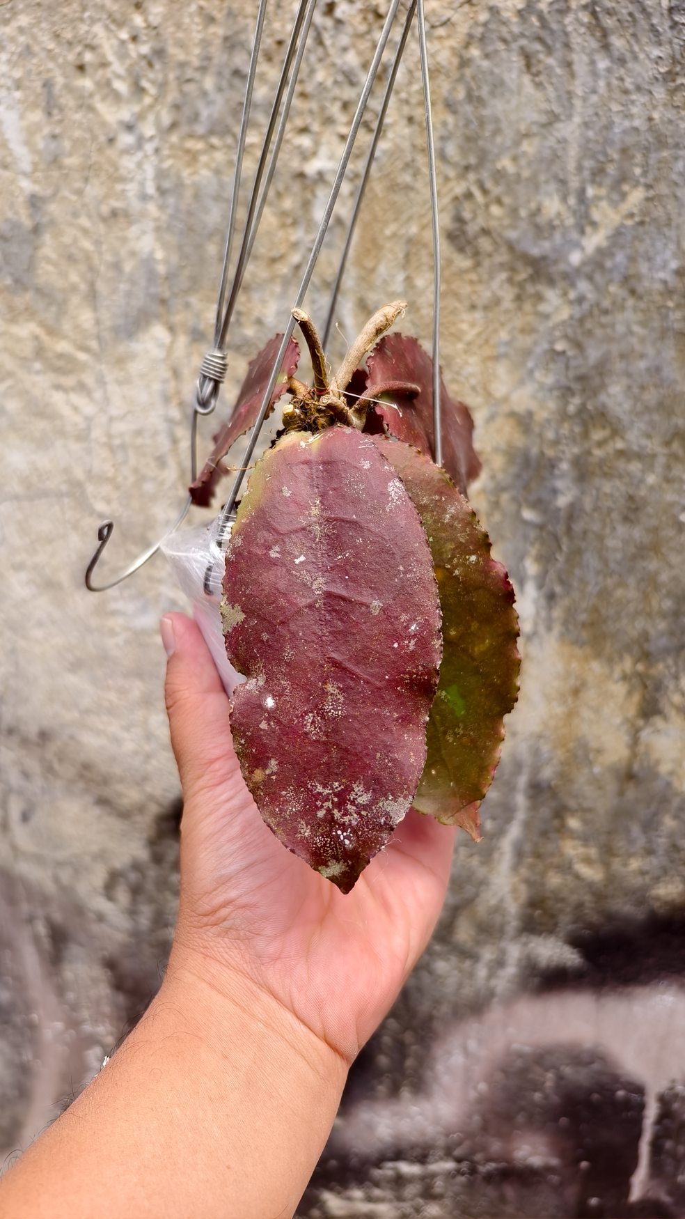 1249. Hoya Undulata - Image 10