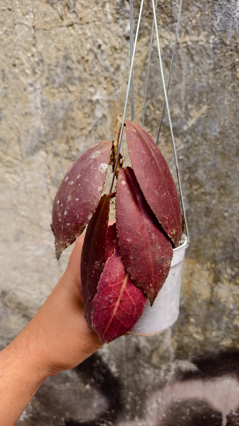 1249. Hoya Undulata - Image 3