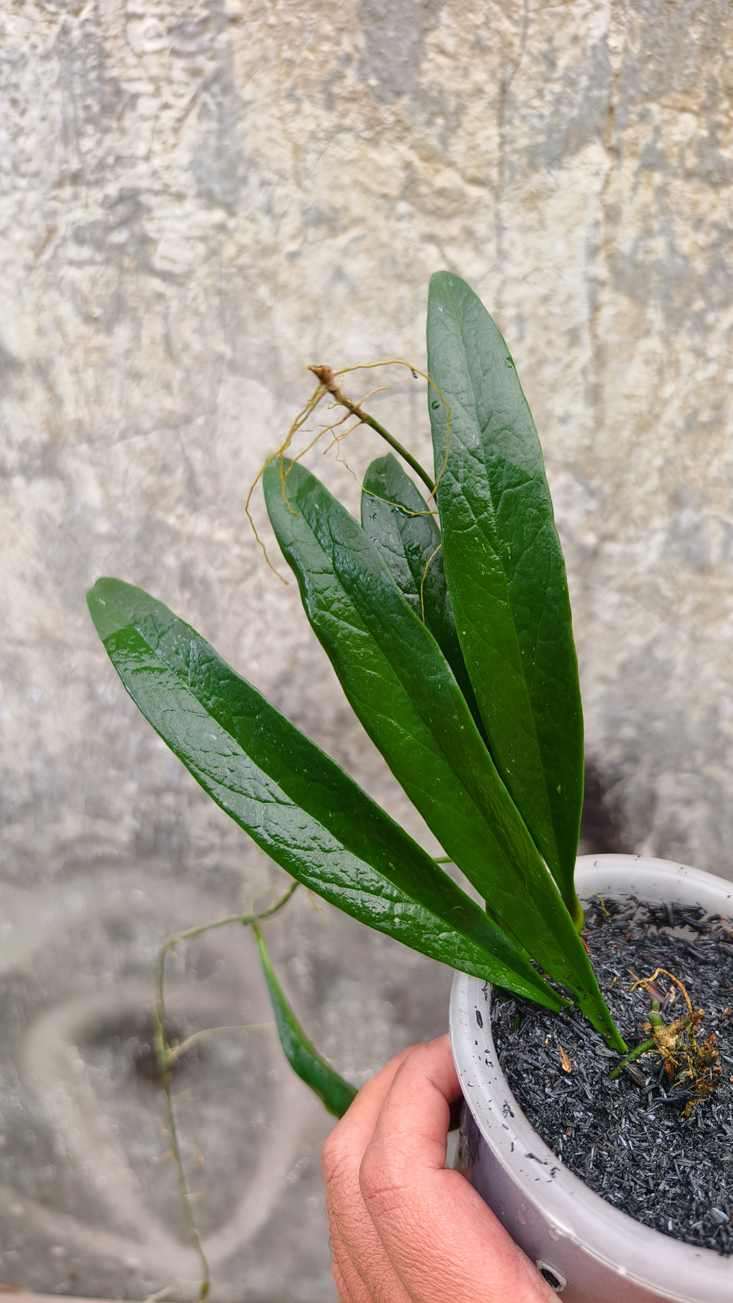 1250. Hoya Sulawesiana - Image 3
