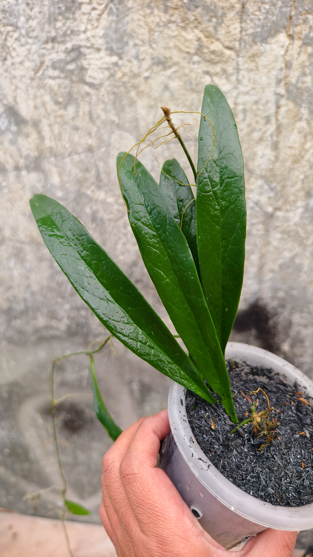 1250. Hoya Sulawesiana - Image 4