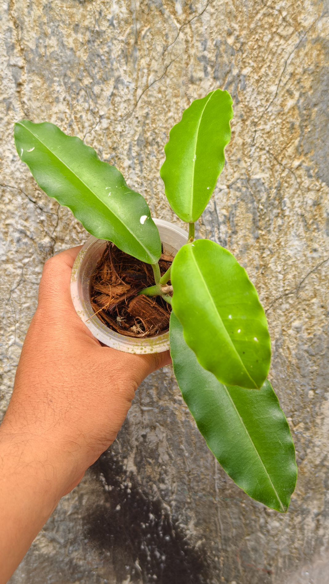 1252. Hoya Java Imperialis - Image 5