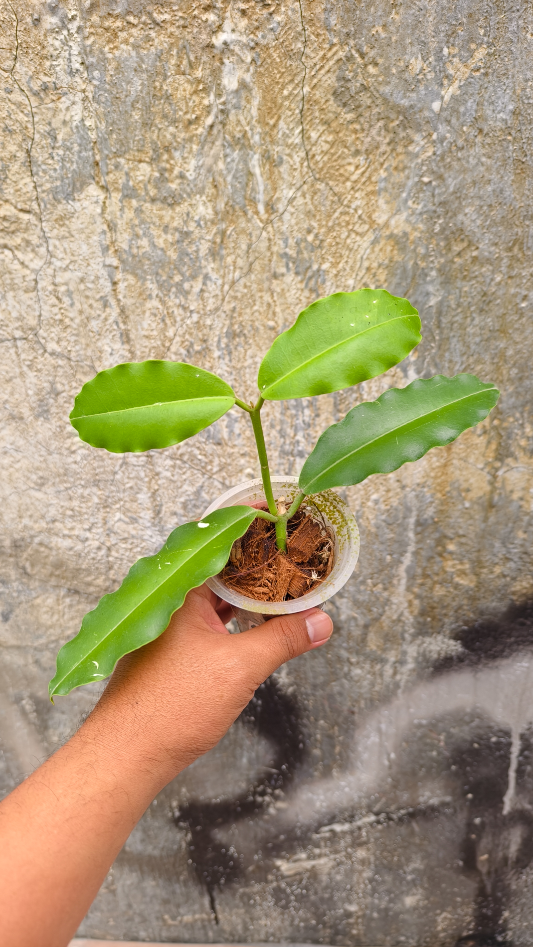 1252. Hoya Java Imperialis - Image 8