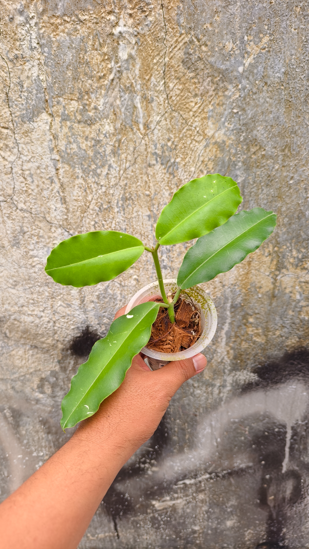 1252. Hoya Java Imperialis - Image 3
