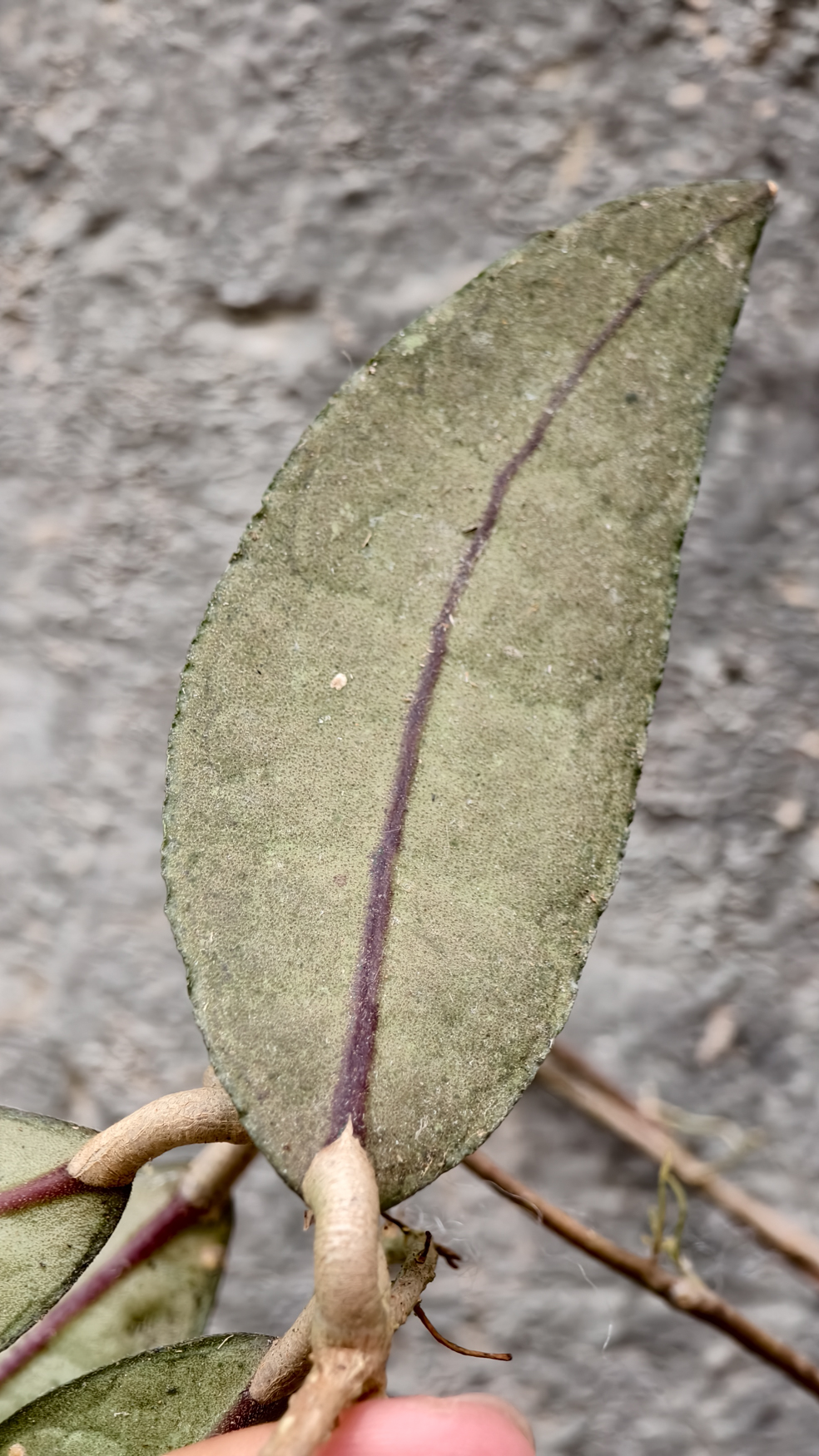 1253. Hoya Clemensorium - Image 5