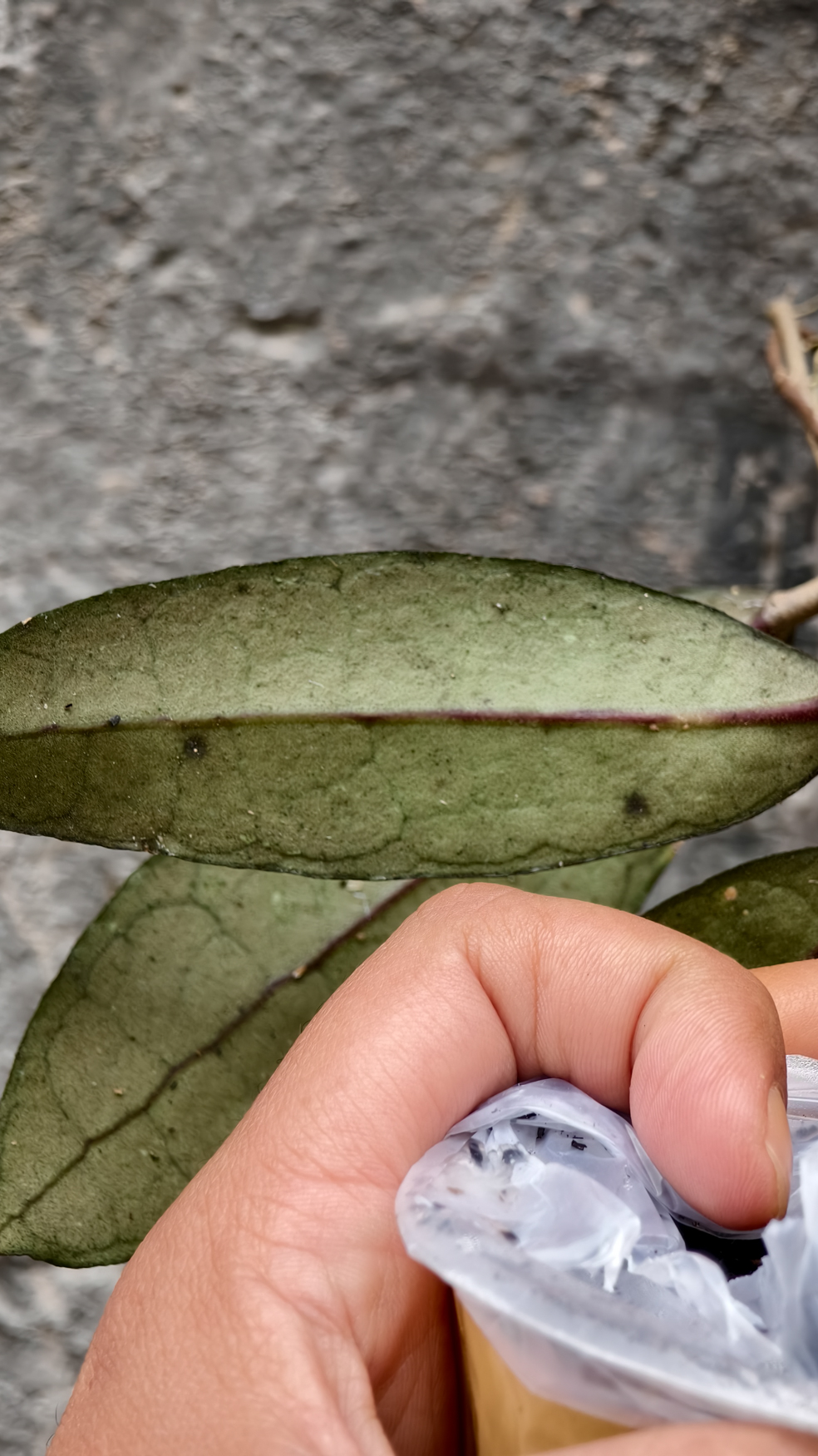 1253. Hoya Clemensorium - Image 6