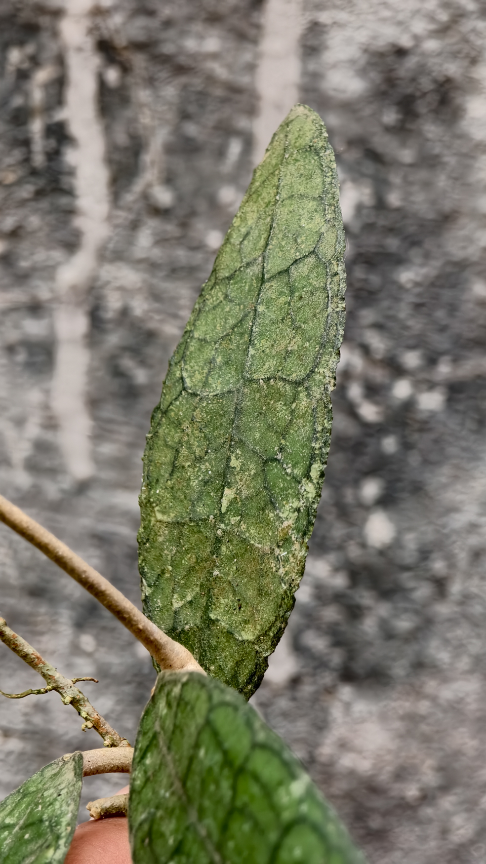 1253. Hoya Clemensorium - Image 7