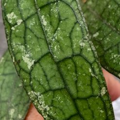 Alternative view of 1253. Hoya Clemensorium