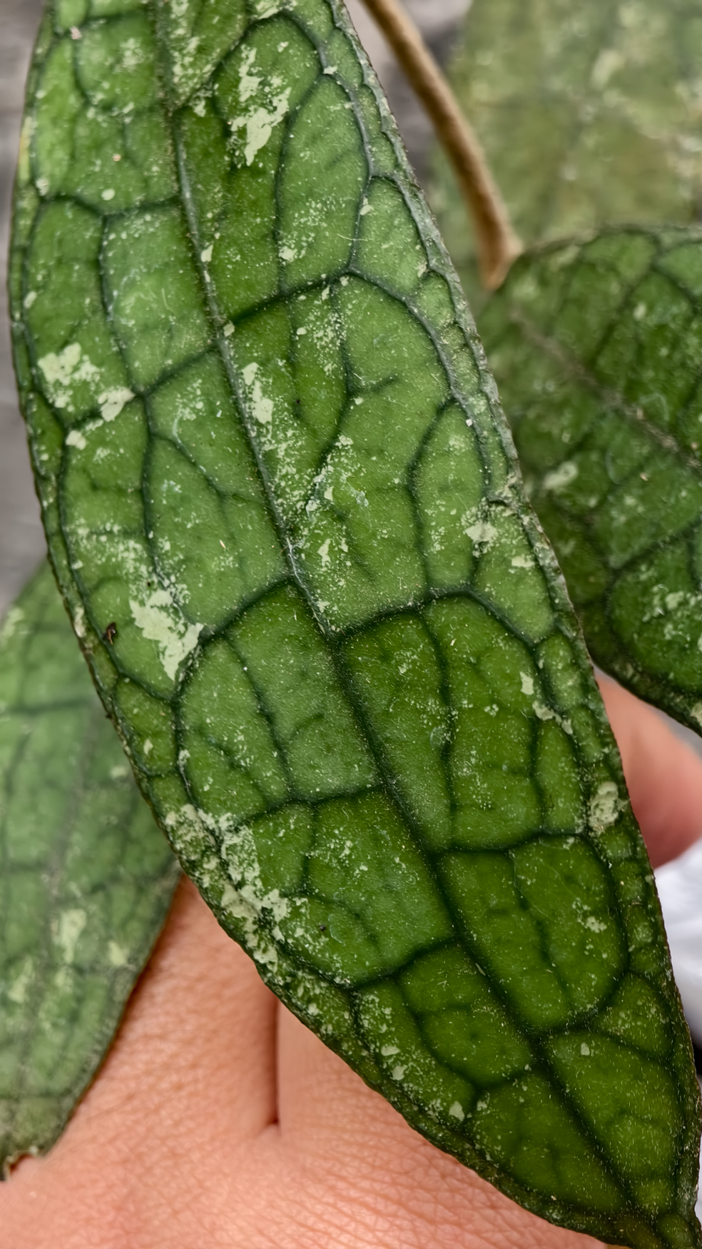 1253. Hoya Clemensorium - Image 2