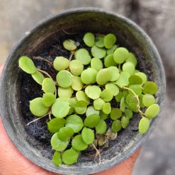 Alternative view of 1254. Hoya Peltata