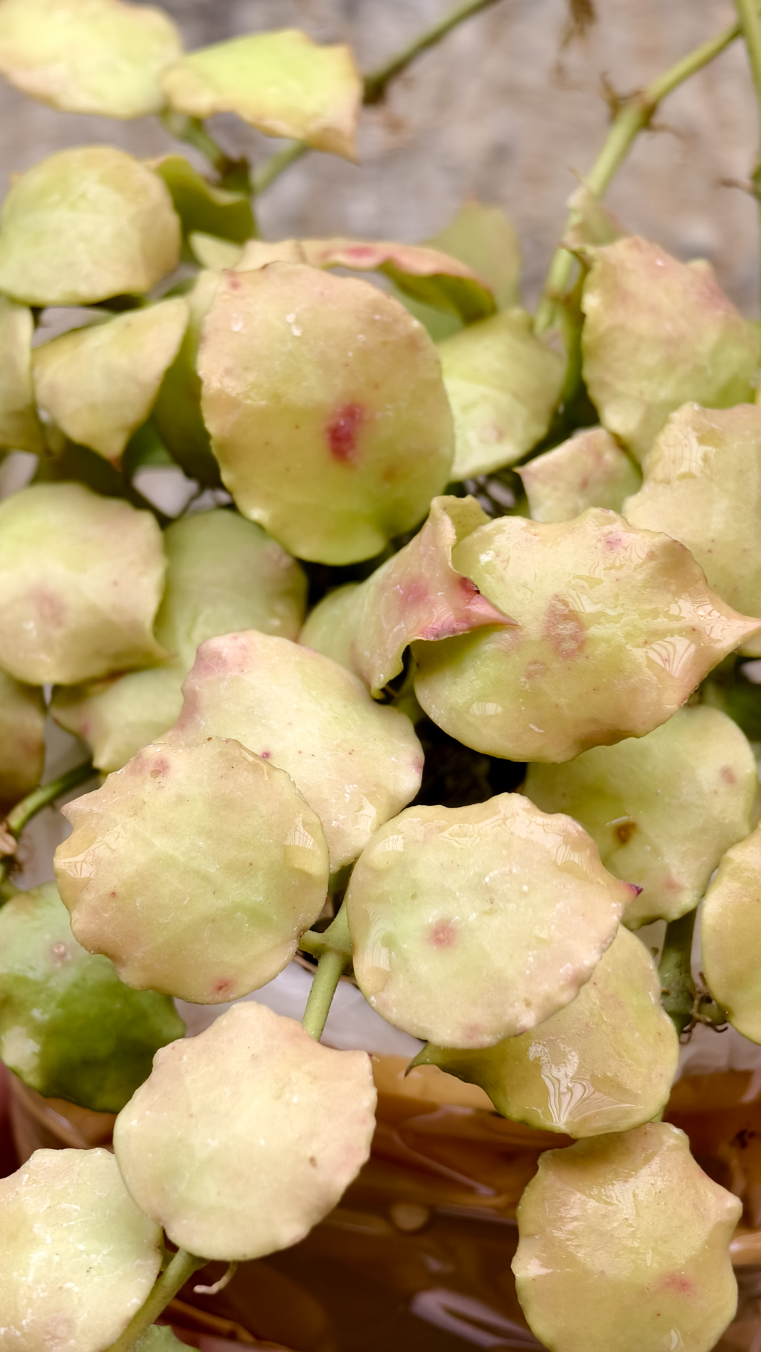 1255. Hoya Endauensis - Image 6