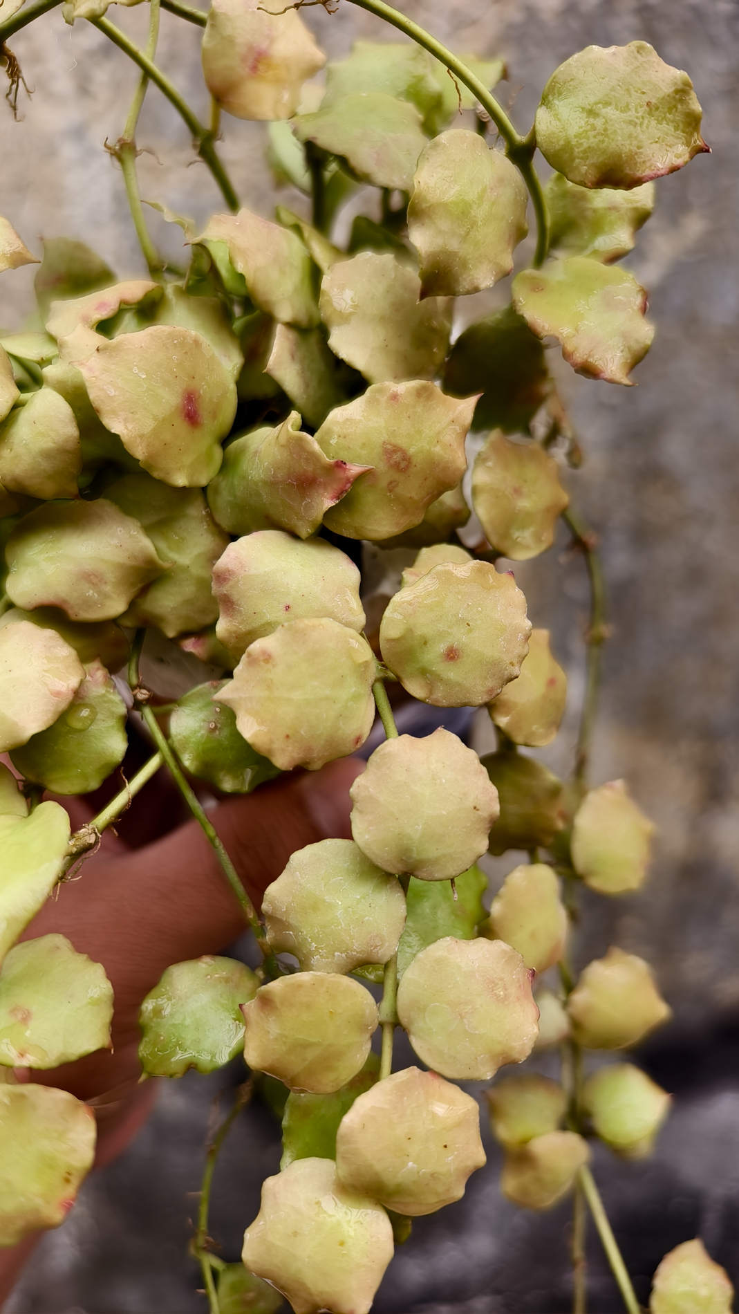 1255. Hoya Endauensis - Image 2