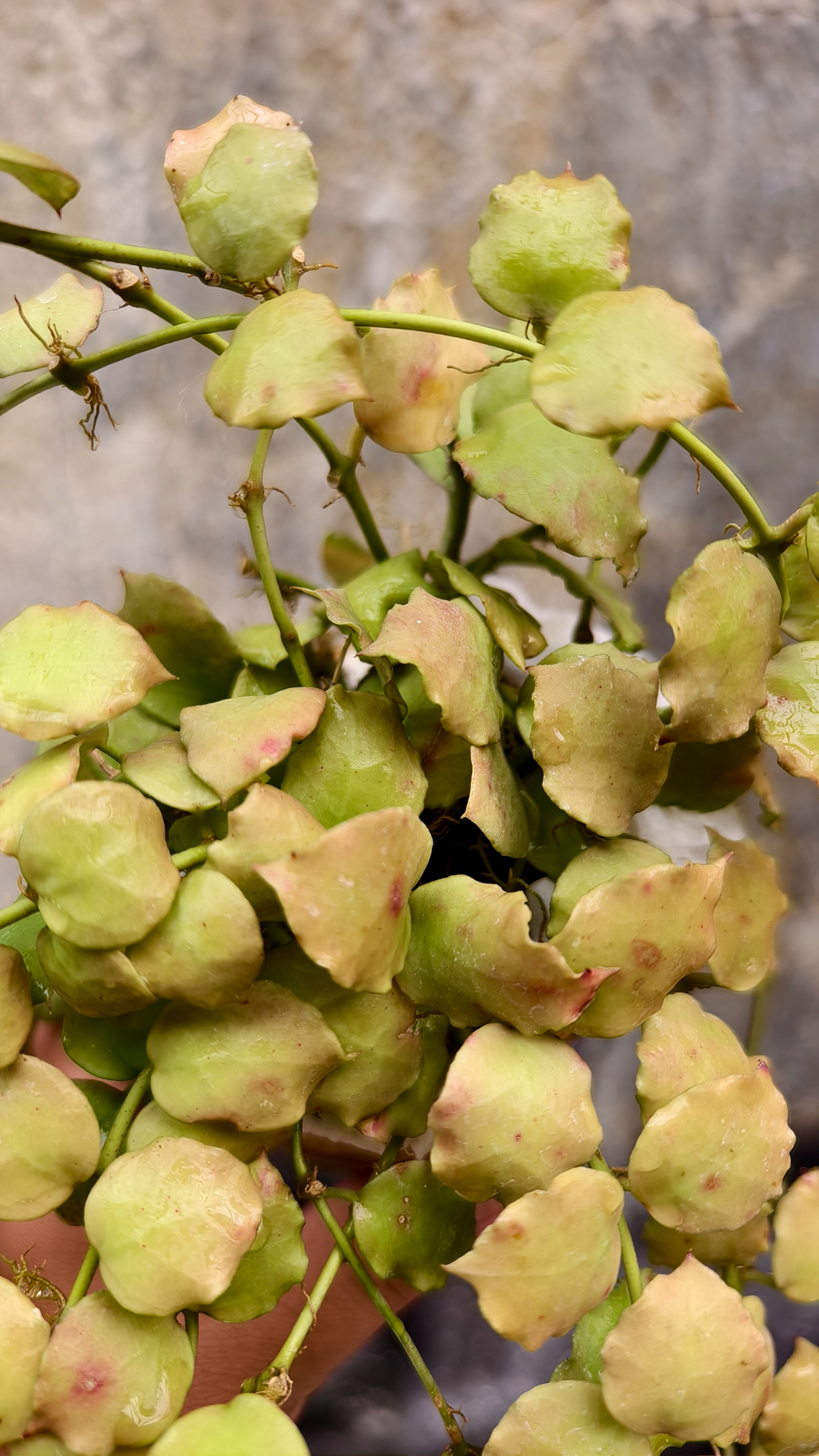 1255. Hoya Endauensis - Image 3