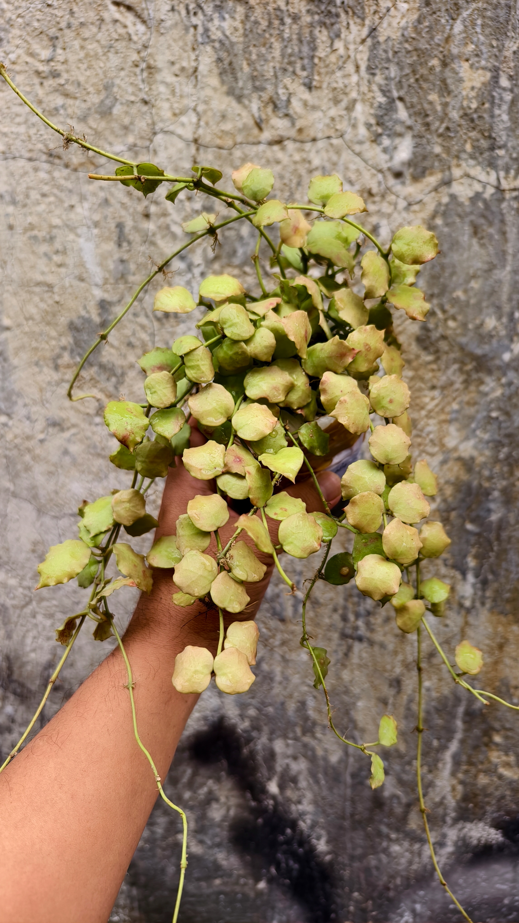 1255. Hoya Endauensis - Image 5