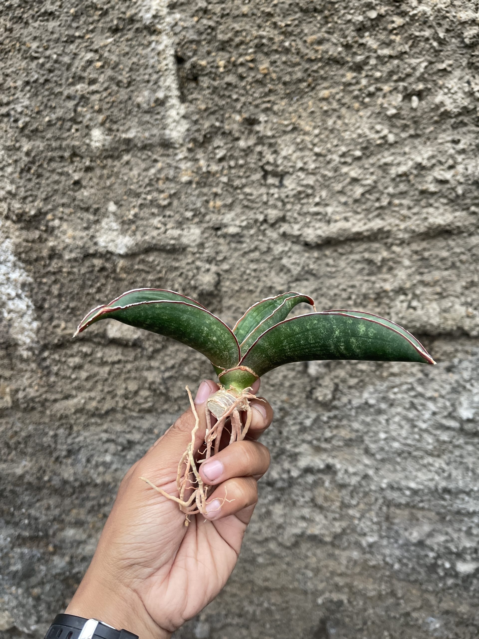 1256. Sansevieria Aff Scimi Black - Image 8