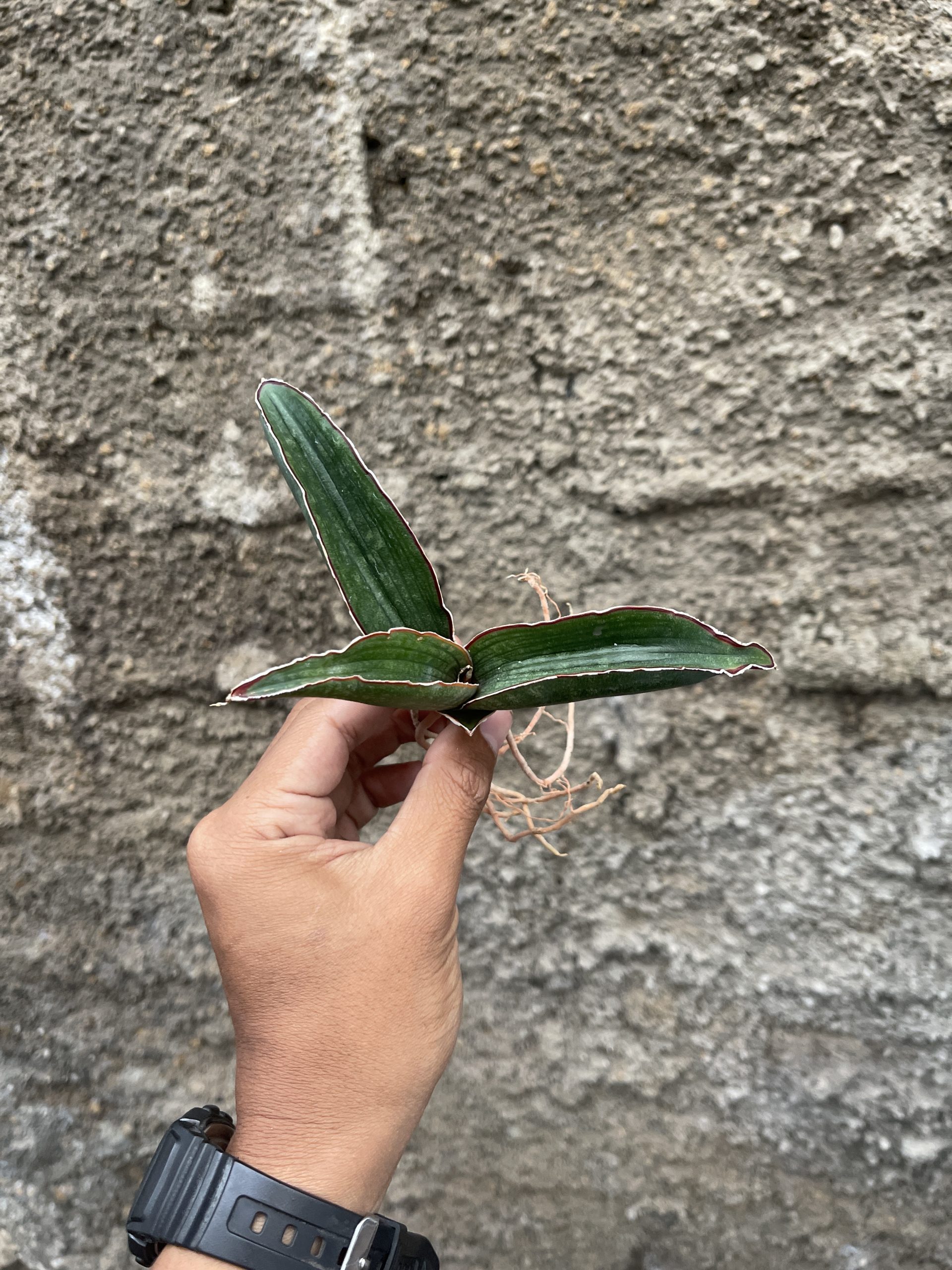 1256. Sansevieria Aff Scimi Black - Image 10