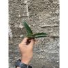 1256. Sansevieria Aff Scimi Black