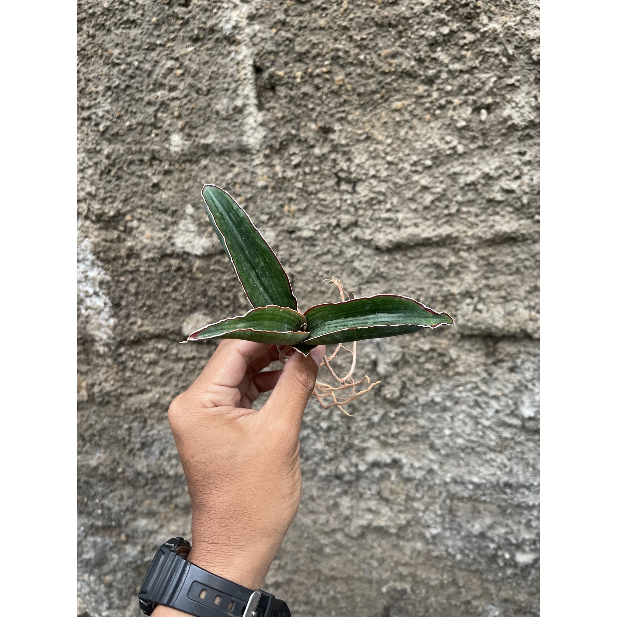 1256. Sansevieria Aff Scimi Black