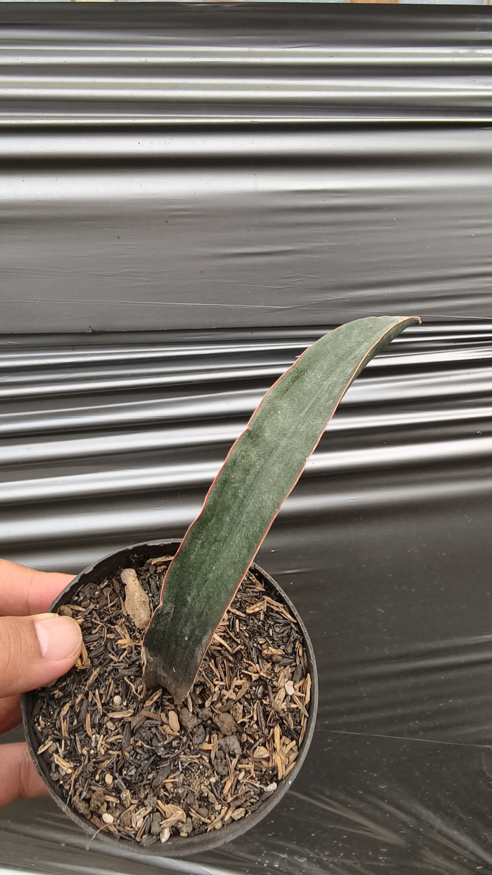 1256. Sansevieria Aff Scimi Black - Image 3