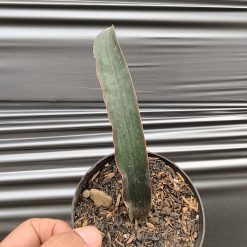 Alternative view of 1256. Sansevieria Aff Scimi Black