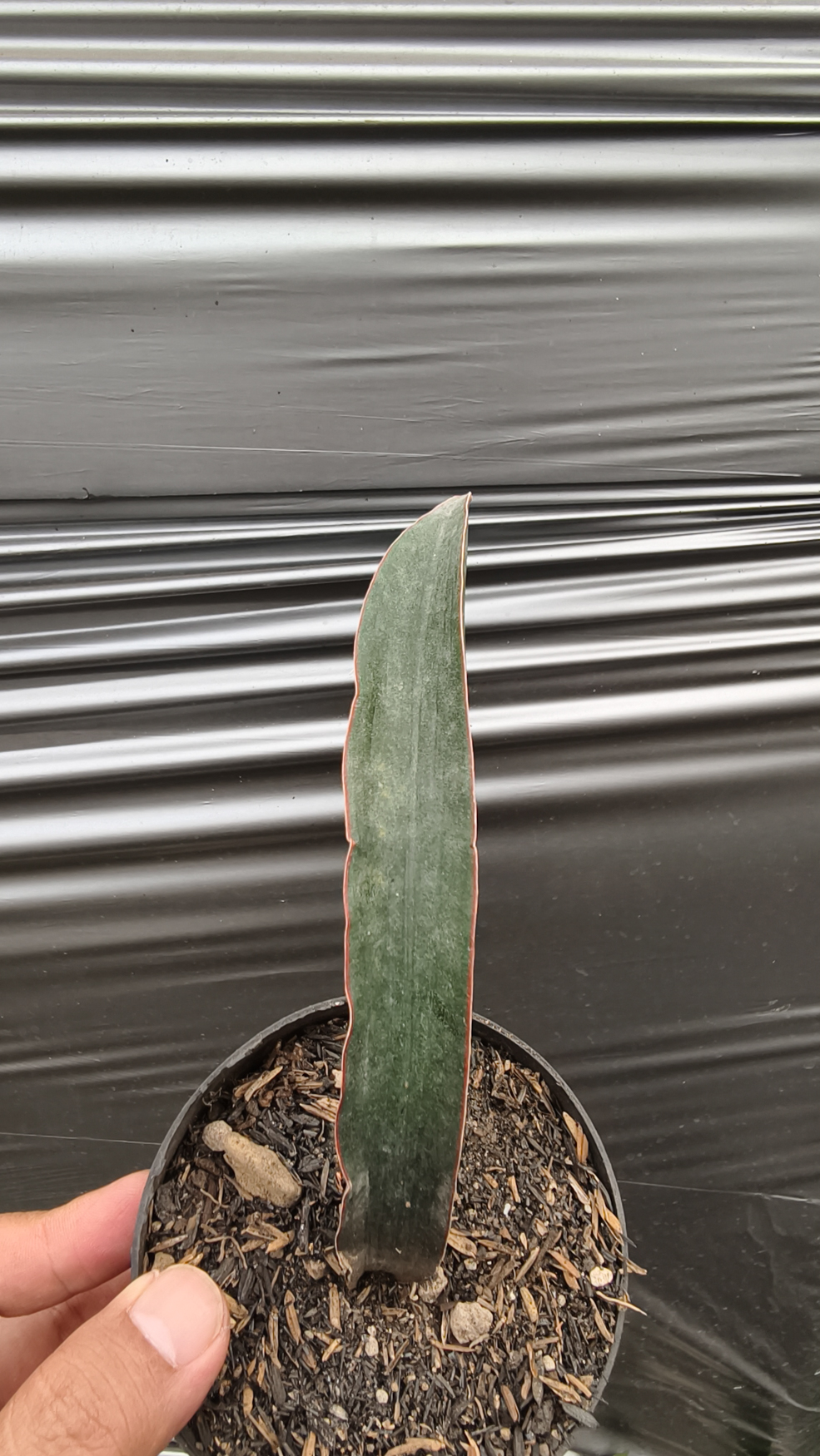 1256. Sansevieria Aff Scimi Black - Image 4