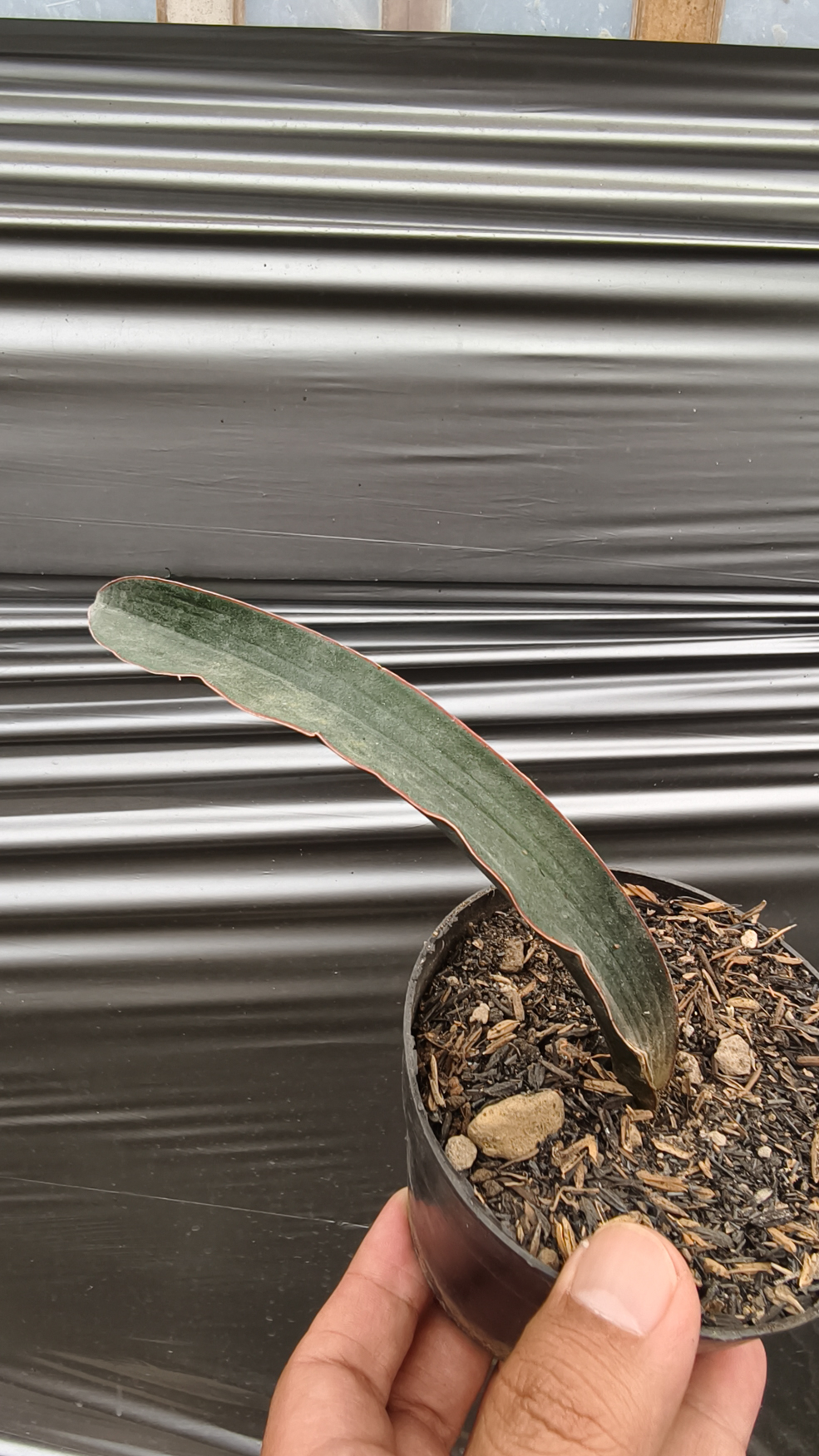 1256. Sansevieria Aff Scimi Black - Image 5