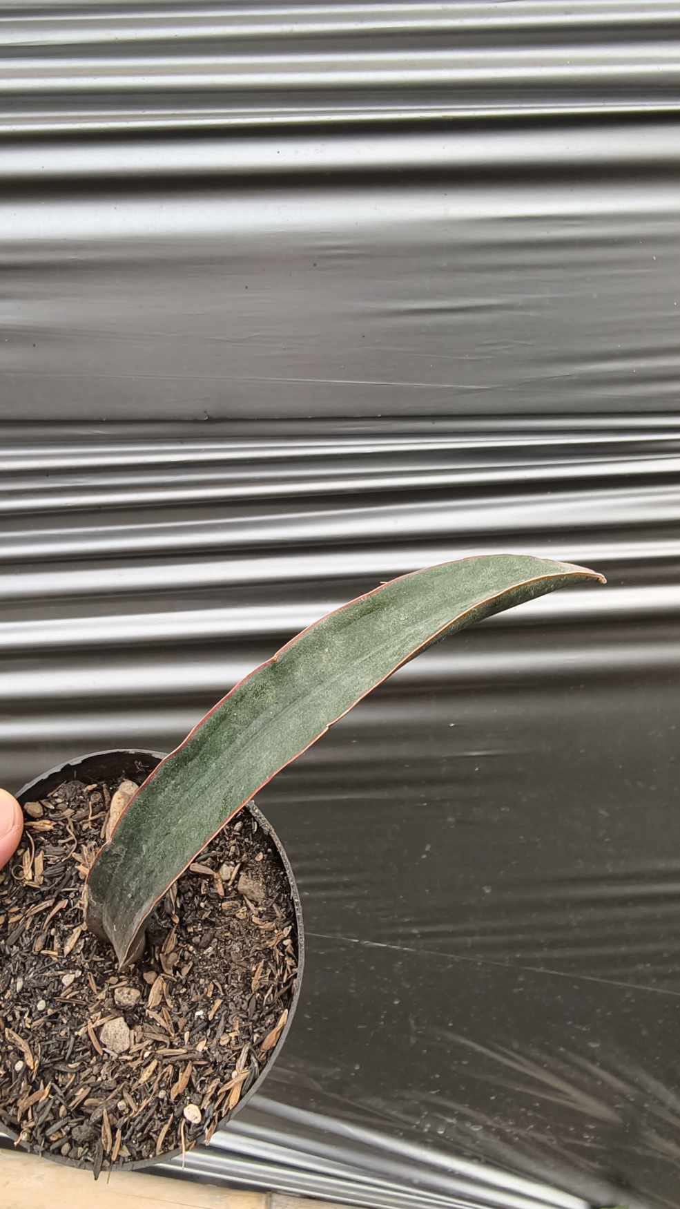1256. Sansevieria Aff Scimi Black - Image 6