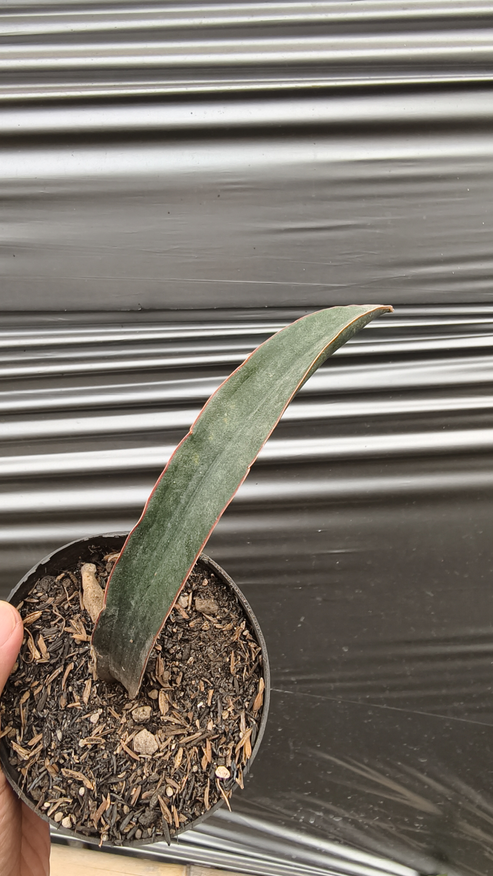 1256. Sansevieria Aff Scimi Black - Image 7