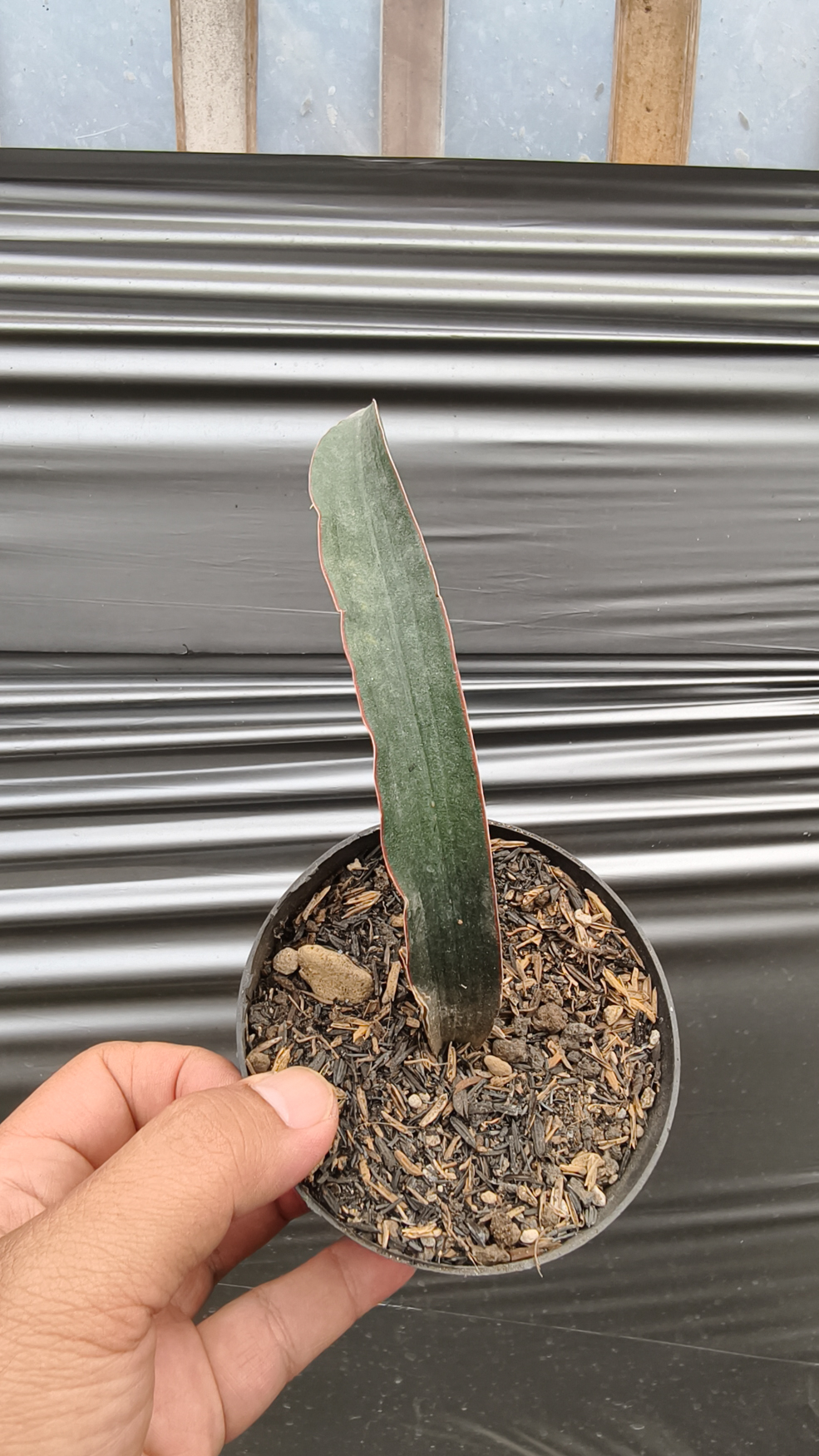 1256. Sansevieria Aff Scimi Black - Image 2