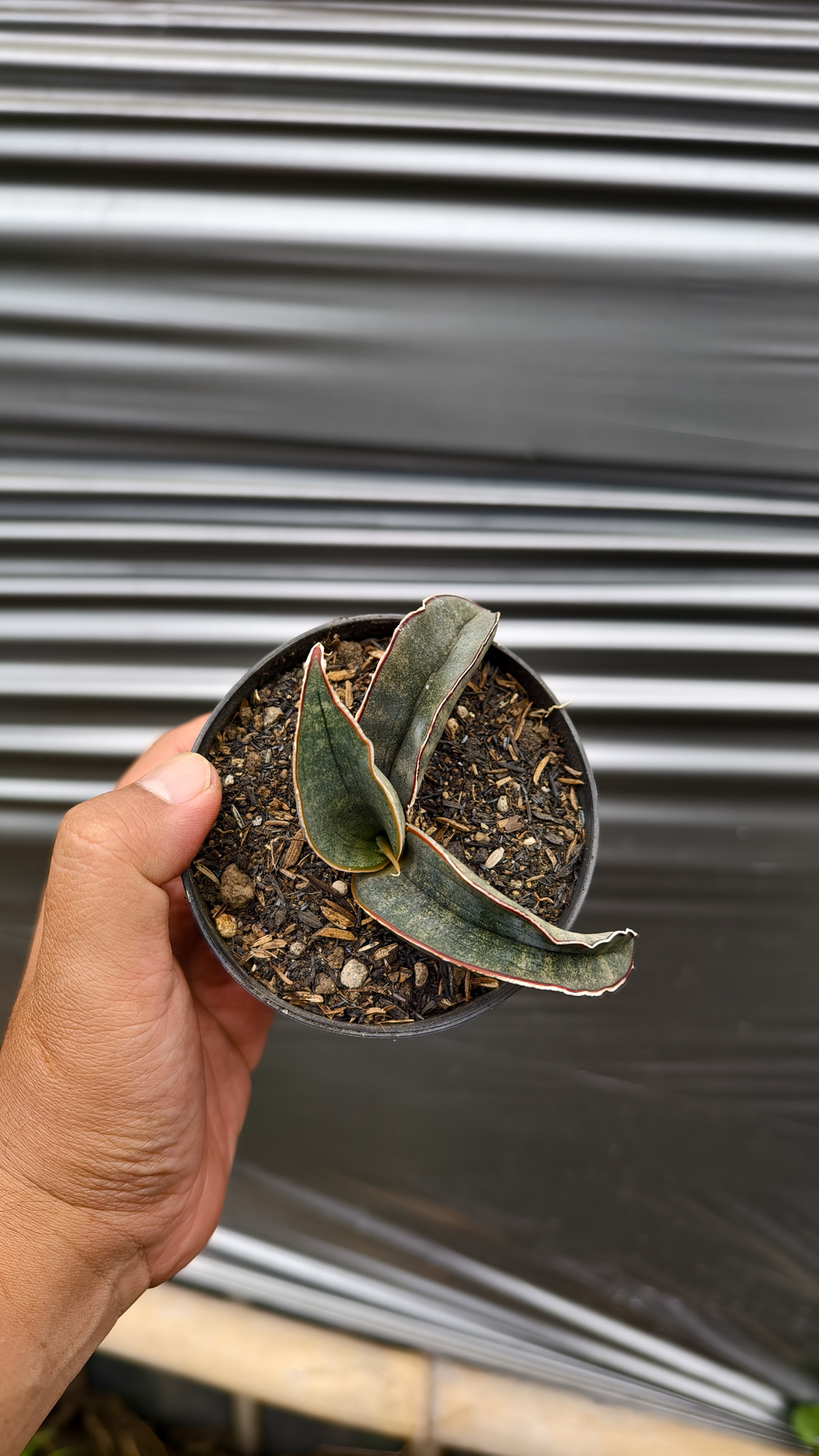 1260. Sansevieria Kahuku Bat - Image 8