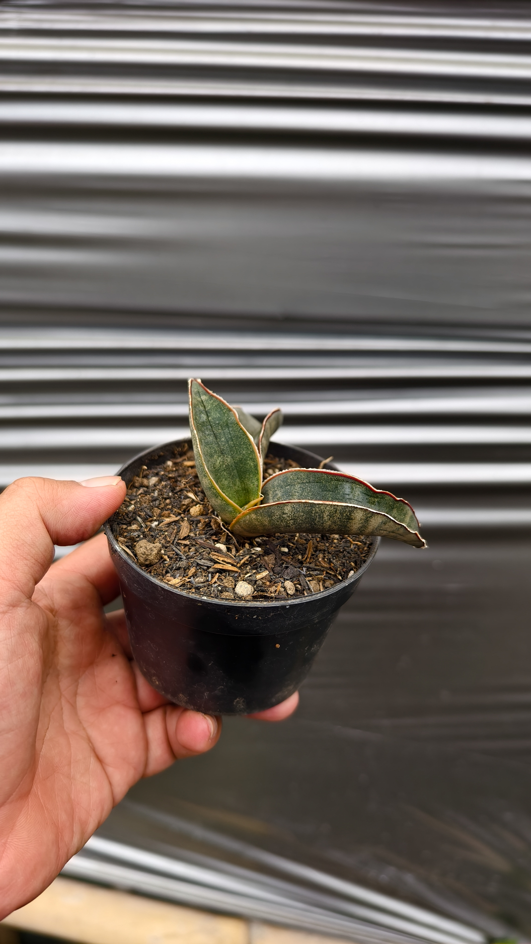 1260. Sansevieria Kahuku Bat - Image 4