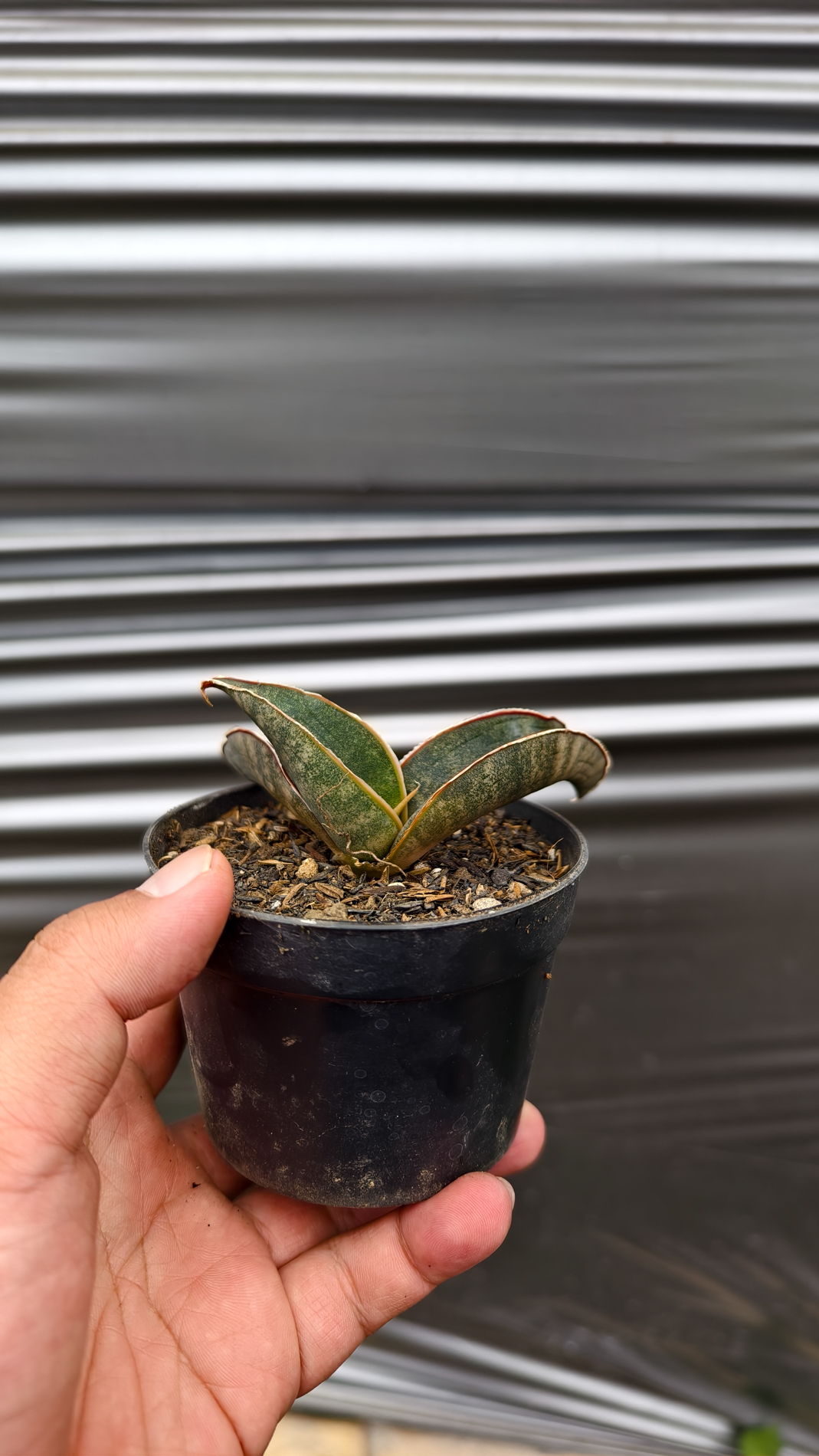 1260. Sansevieria Kahuku Bat - Image 10