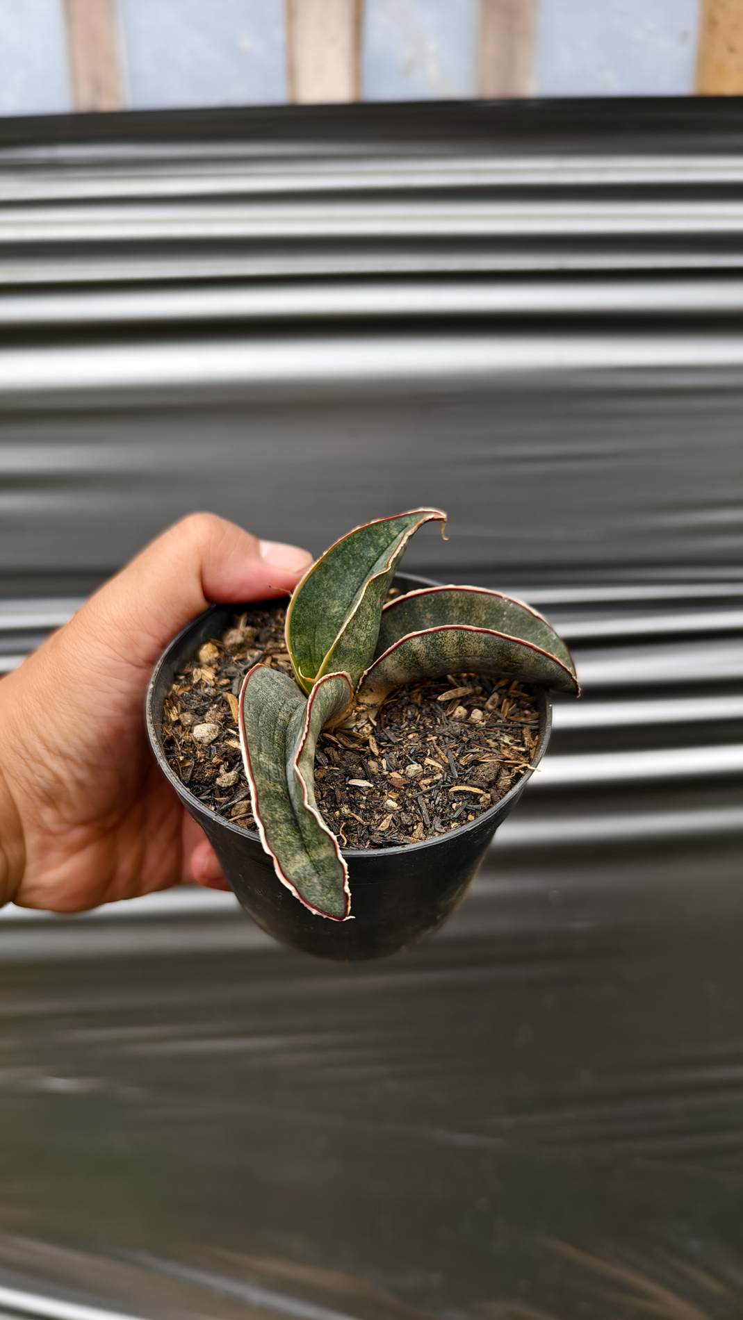 1260. Sansevieria Kahuku Bat - Image 2