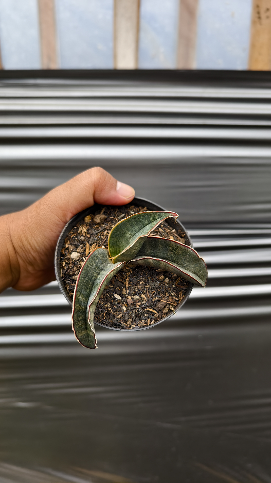 1260. Sansevieria Kahuku Bat - Image 3