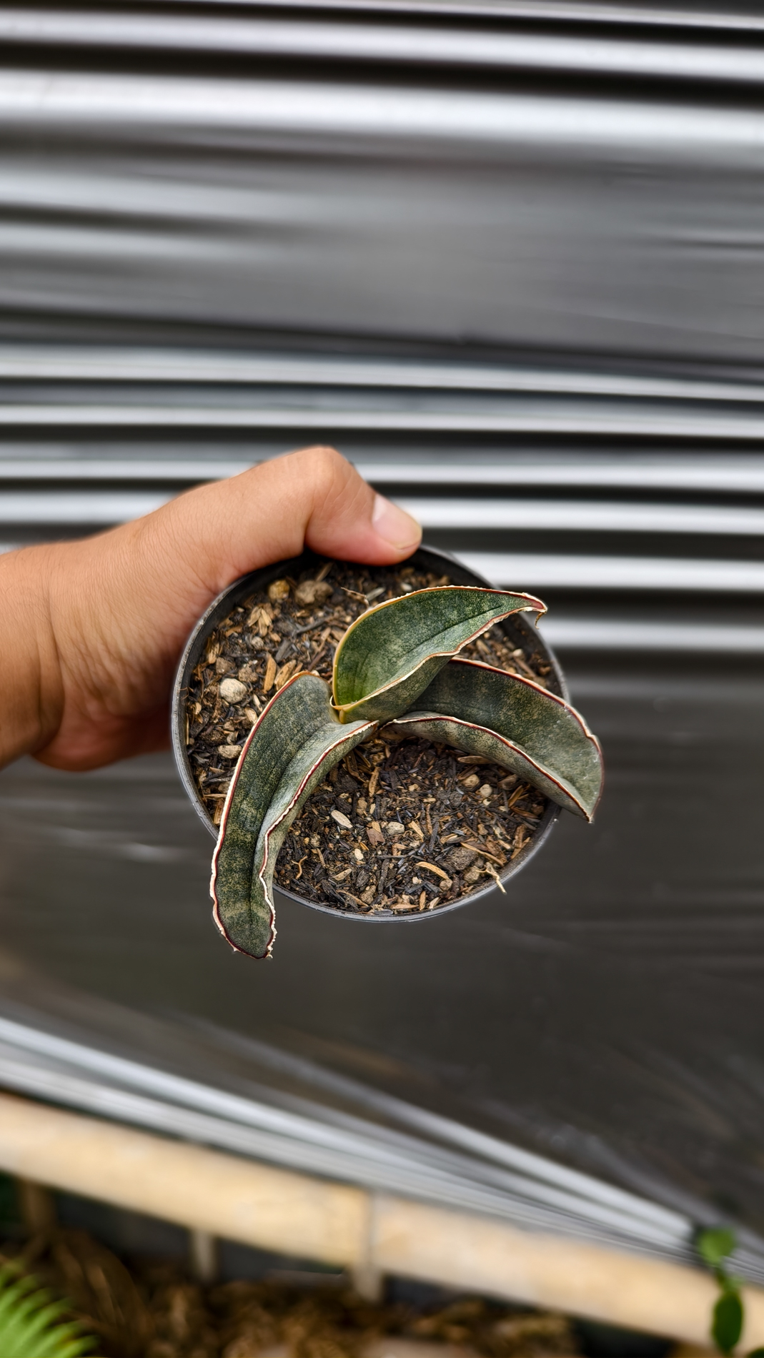 1260. Sansevieria Kahuku Bat - Image 5