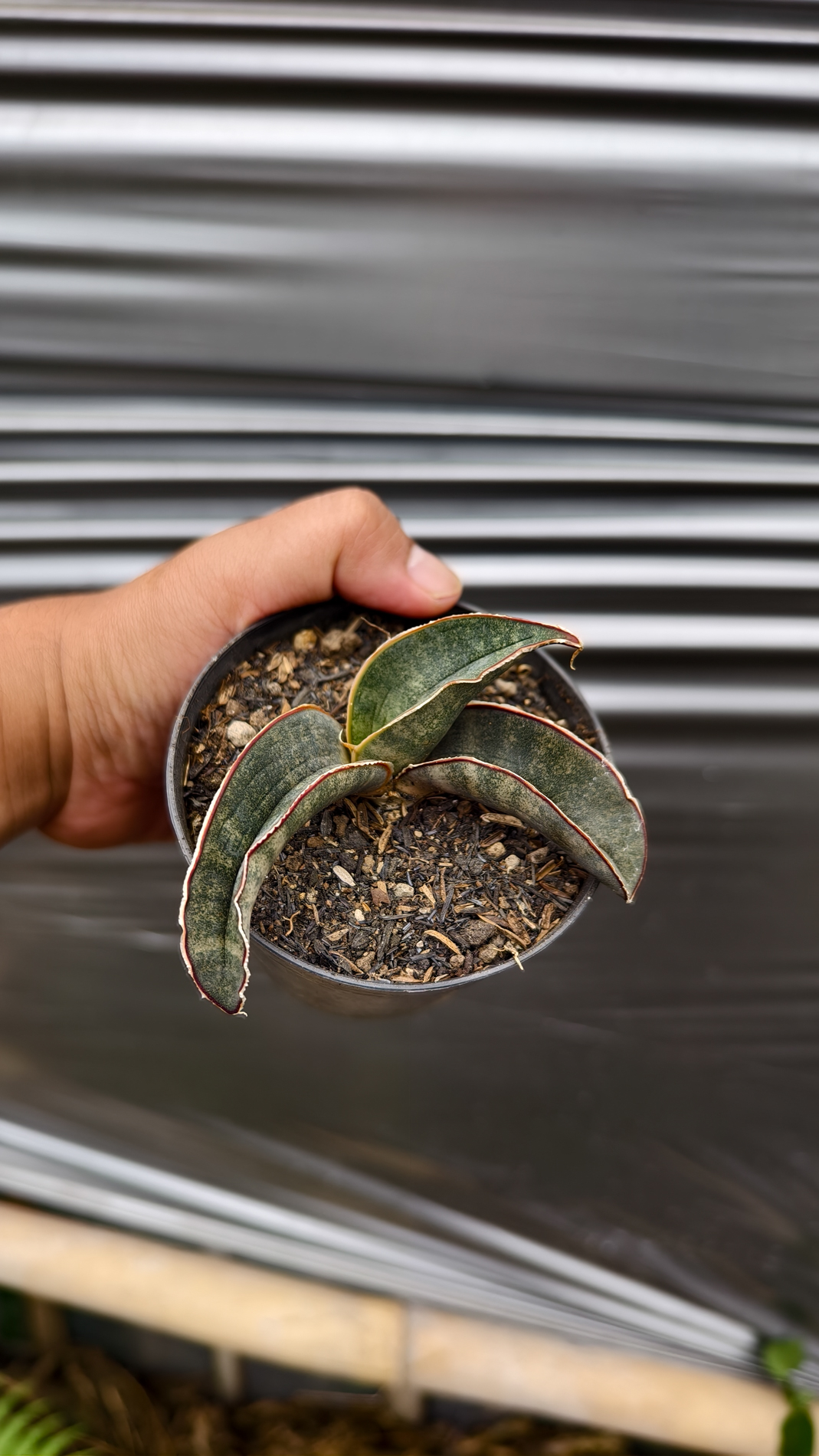 1260. Sansevieria Kahuku Bat - Image 7