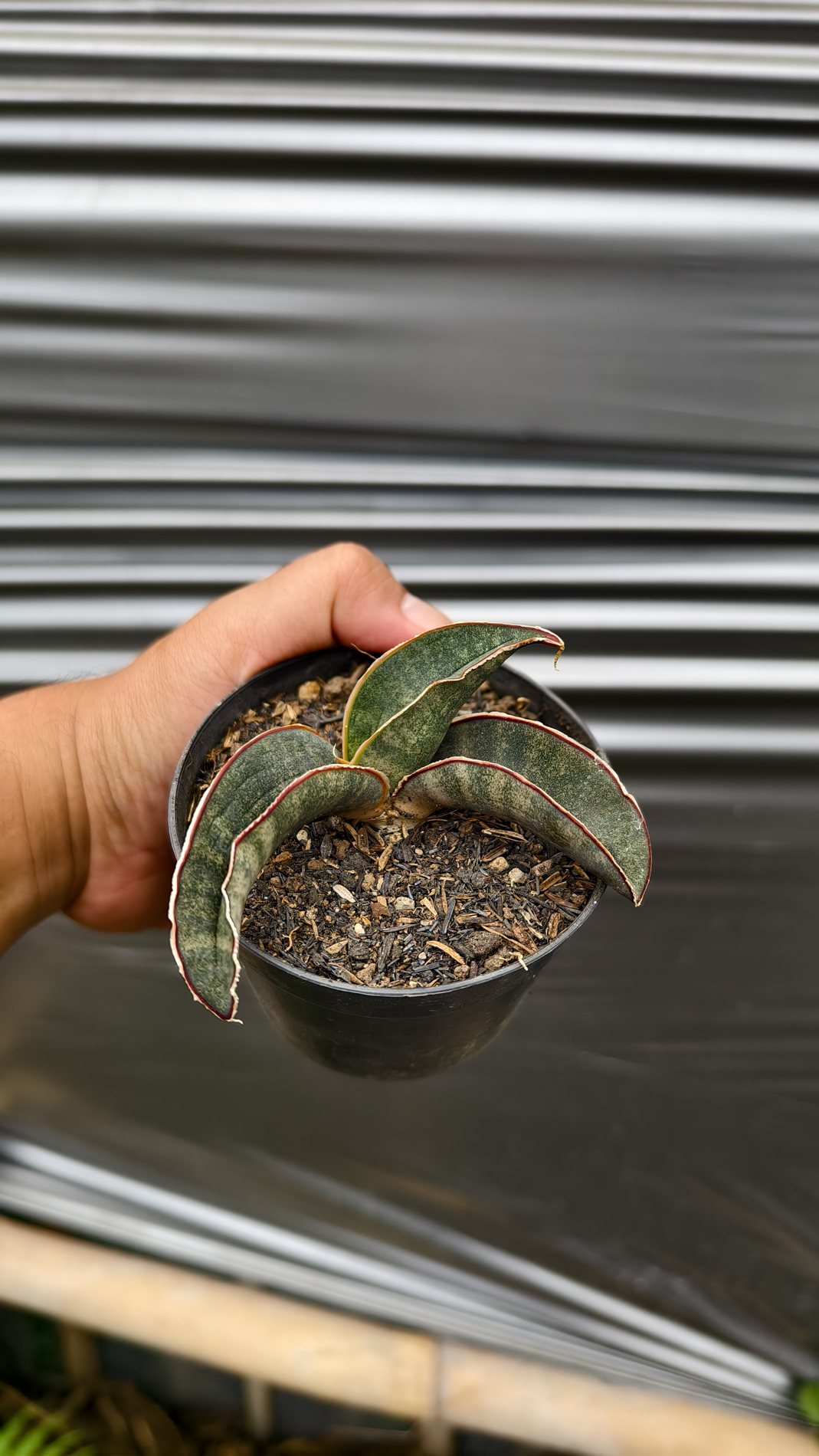 1260. Sansevieria Kahuku Bat - Image 9