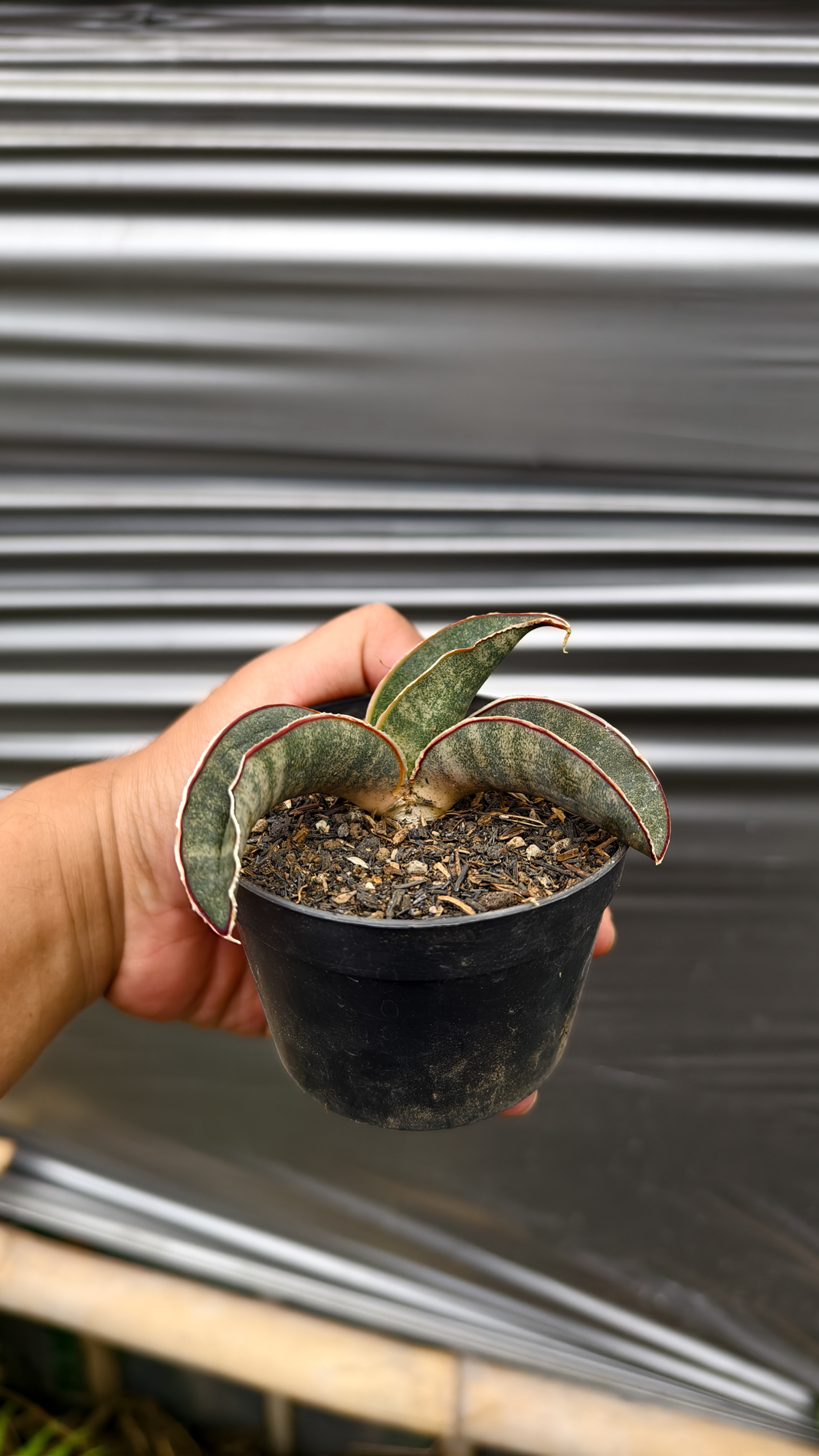 1260. Sansevieria Kahuku Bat - Image 6