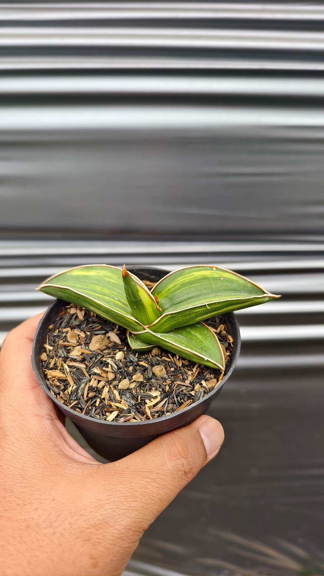 1261. Sansevieria Samurai Dwarf Variegated - Image 8