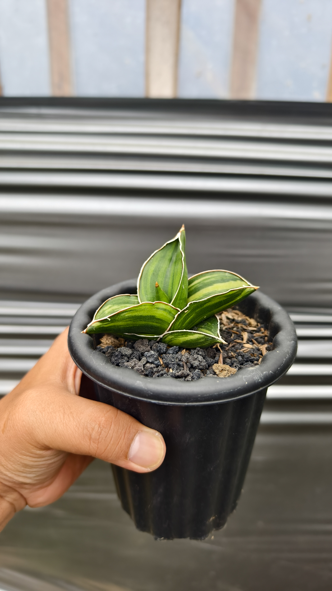 1261. Sansevieria Samurai Dwarf Variegated - Image 9