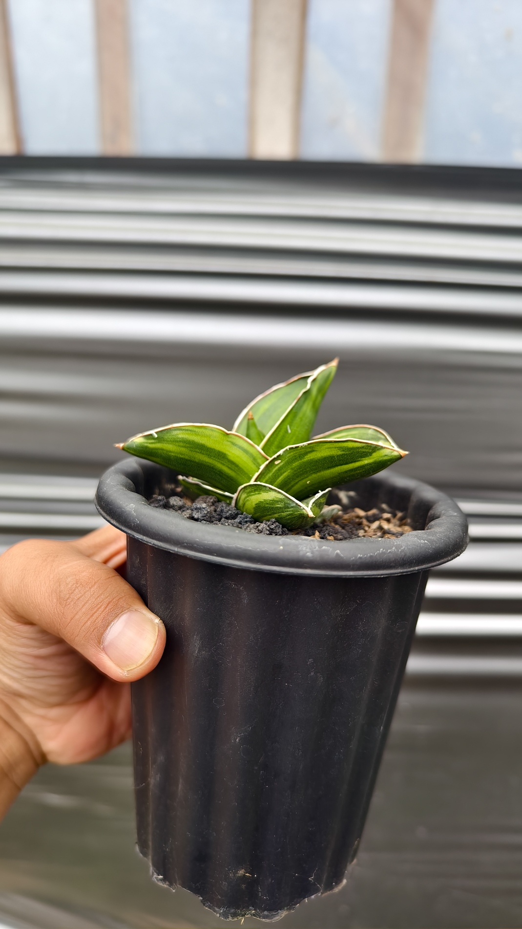 1261. Sansevieria Samurai Dwarf Variegated - Image 10