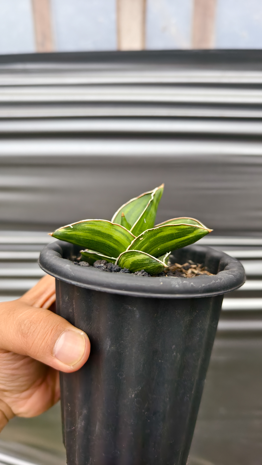 1261. Sansevieria Samurai Dwarf Variegated - Image 11