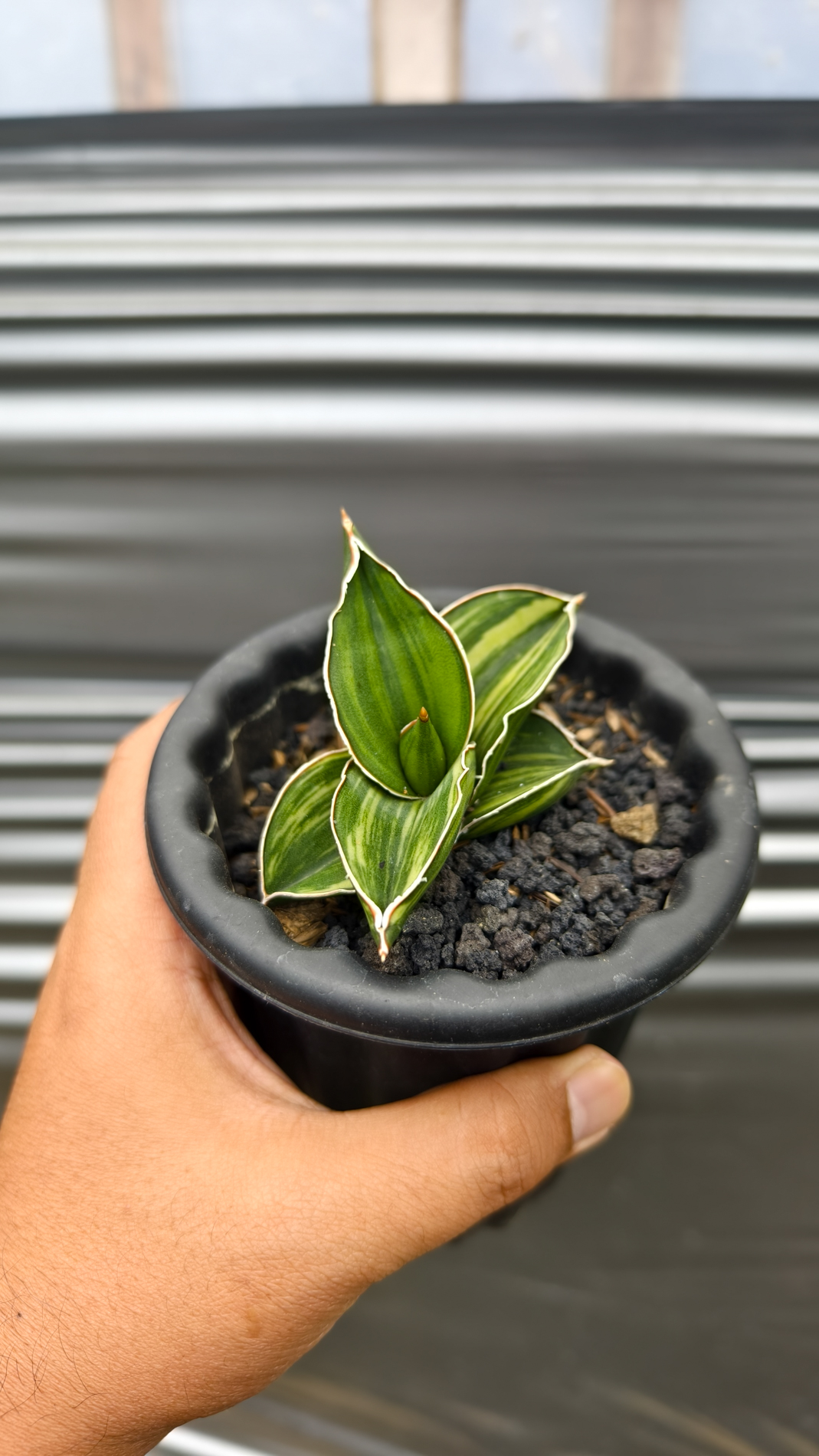 1261. Sansevieria Samurai Dwarf Variegated - Image 4