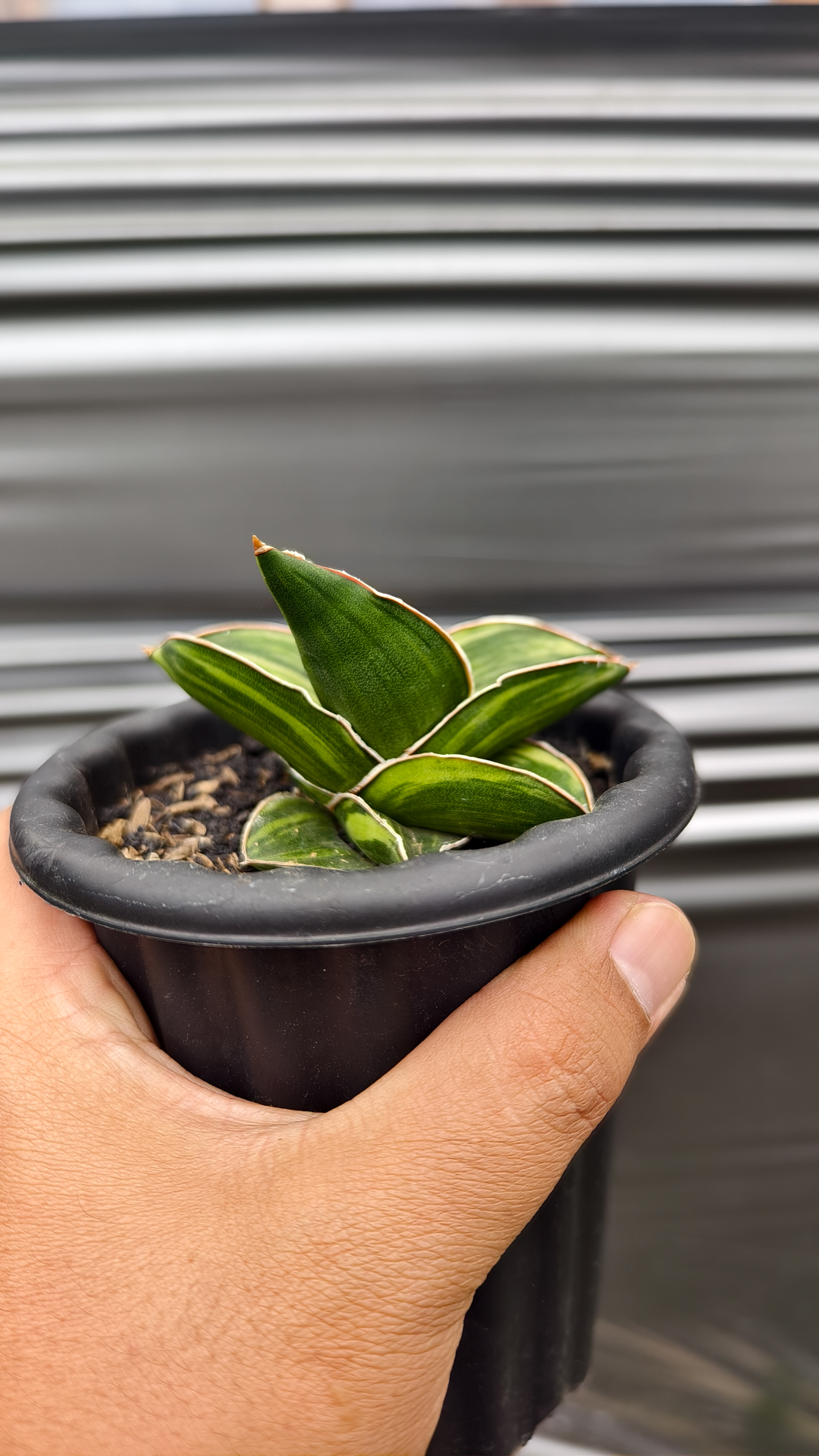 1261. Sansevieria Samurai Dwarf Variegated - Image 5