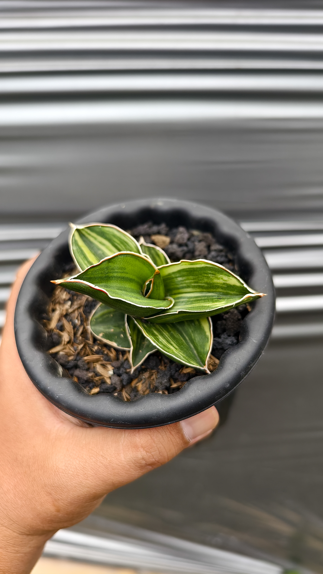 1261. Sansevieria Samurai Dwarf Variegated - Image 6