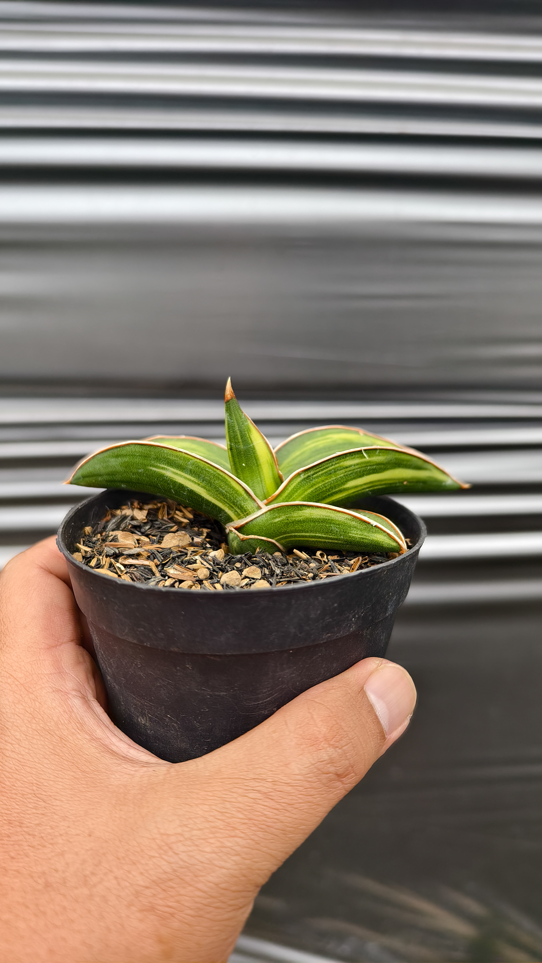 1261. Sansevieria Samurai Dwarf Variegated - Image 7