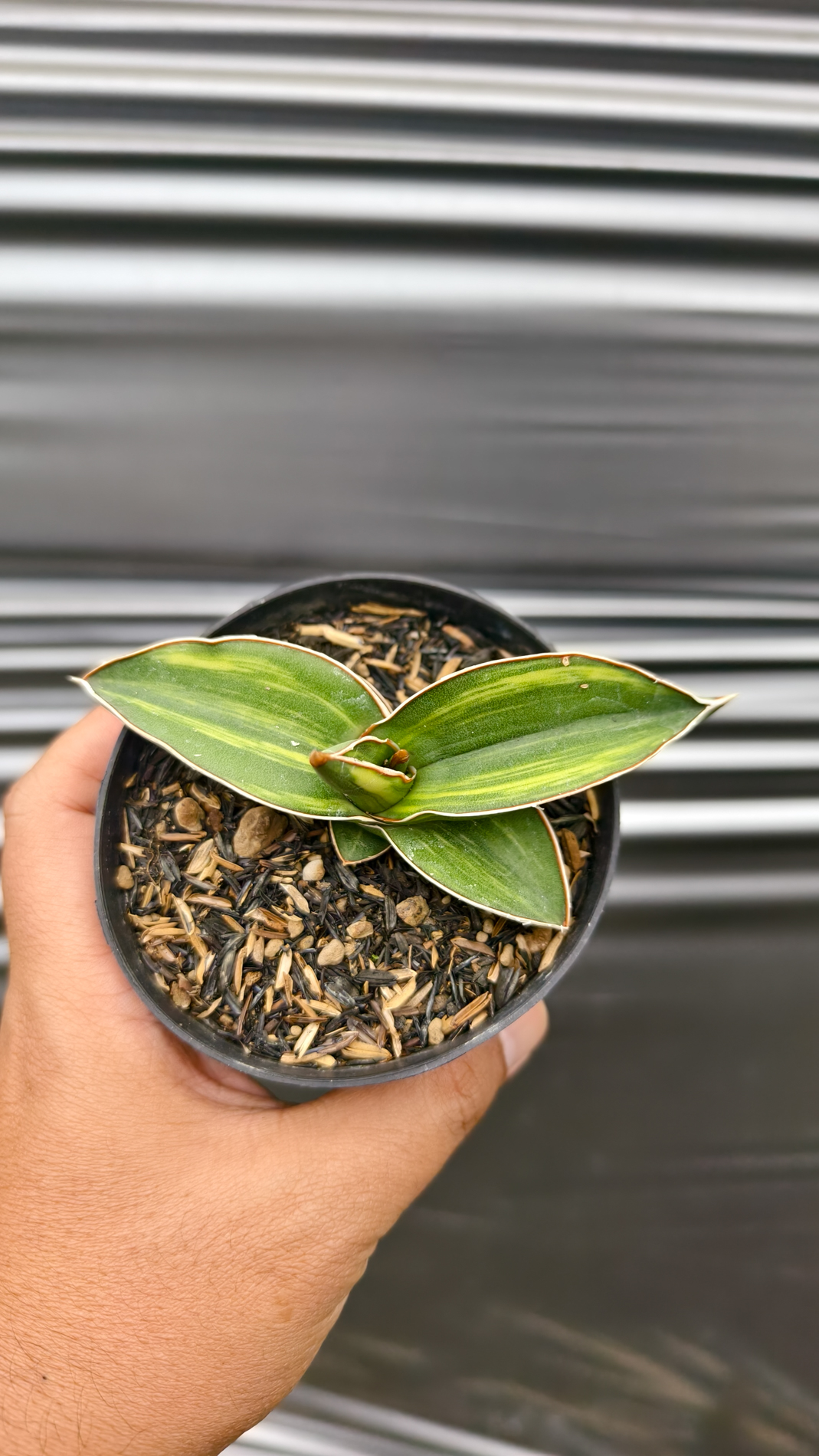 1261. Sansevieria Samurai Dwarf Variegated - Image 2