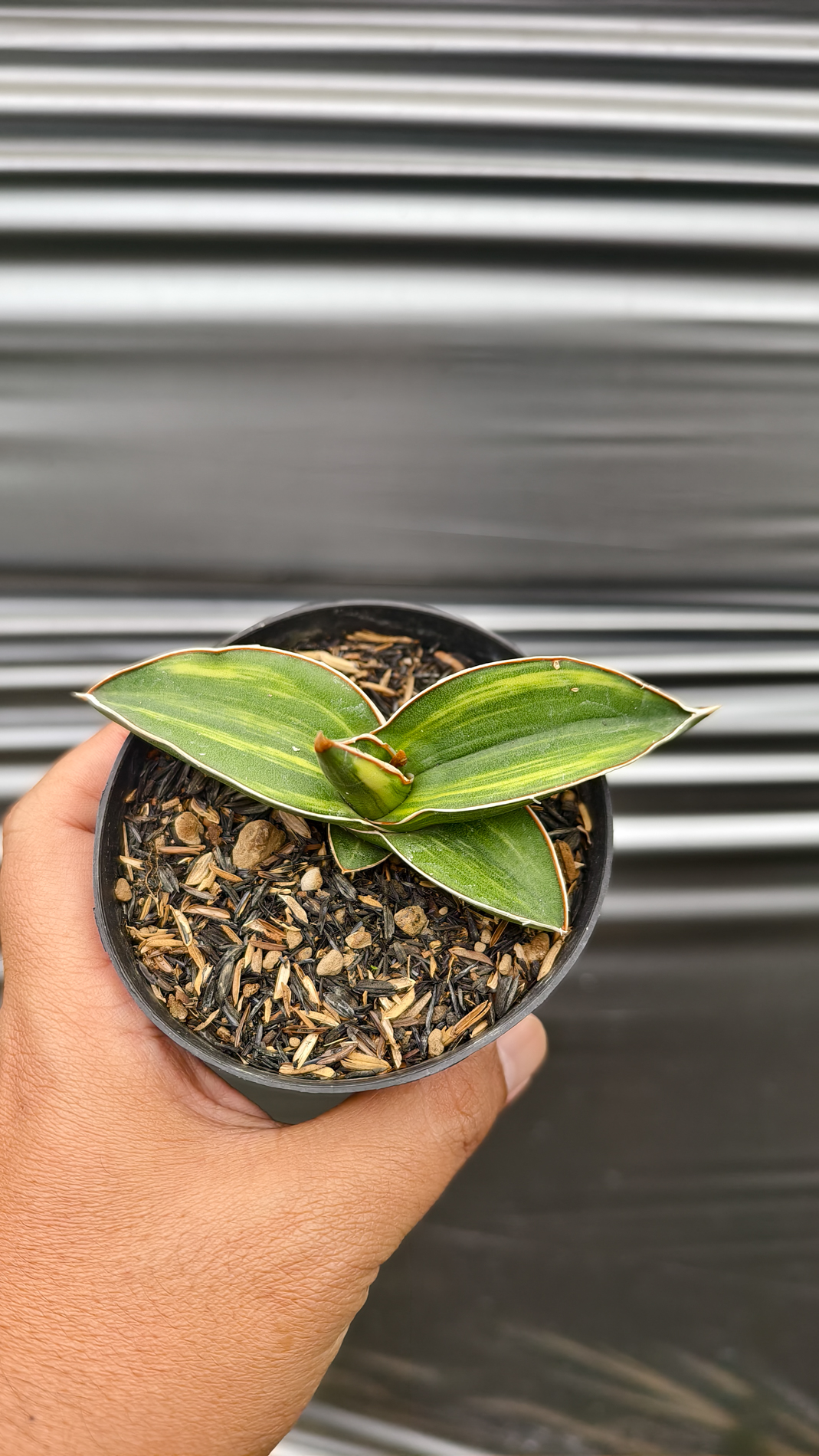 1261. Sansevieria Samurai Dwarf Variegated - Image 3