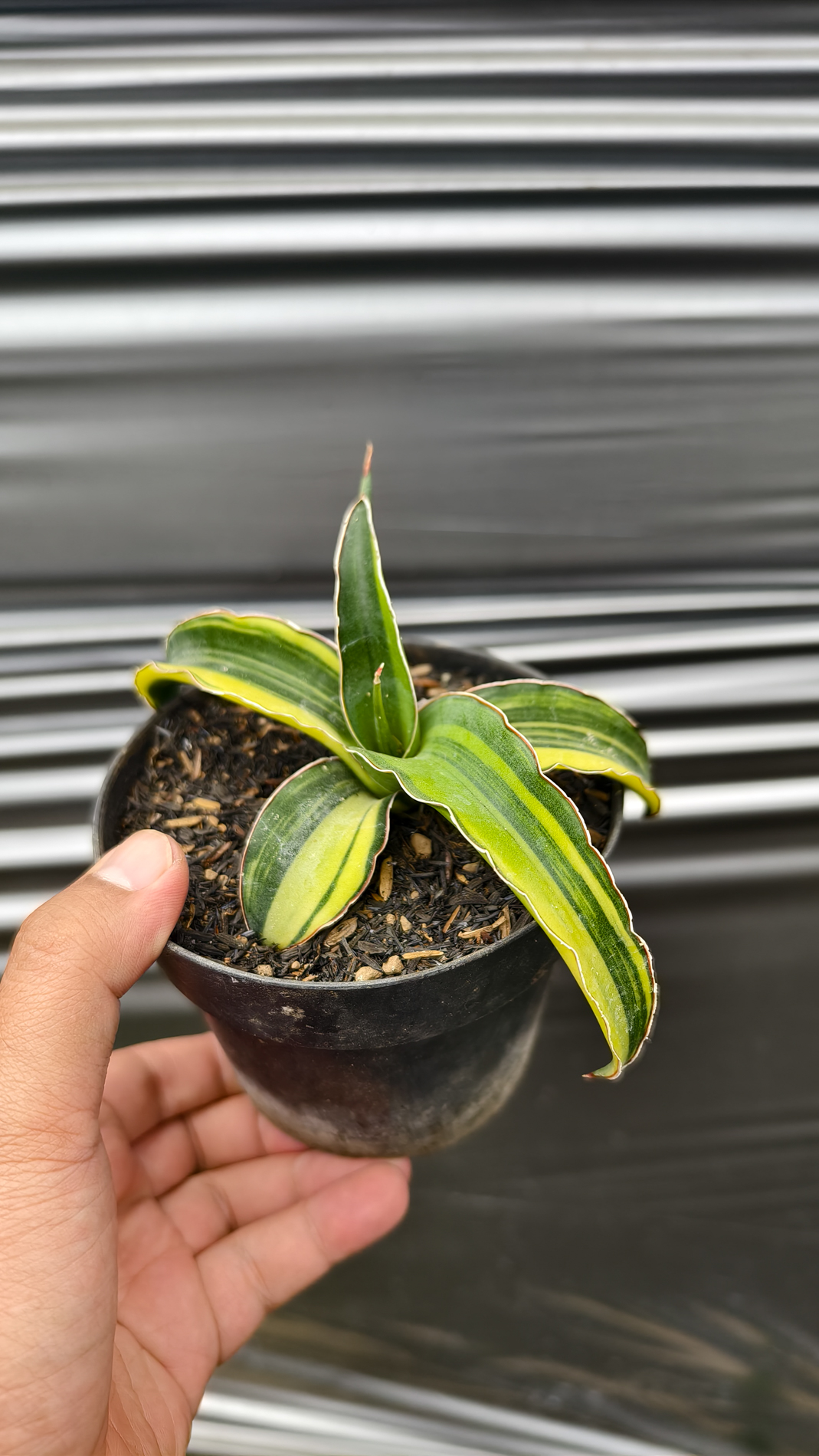 1263. Sansevieria Pinguicula Tom Grumbley Variegated - Image 7
